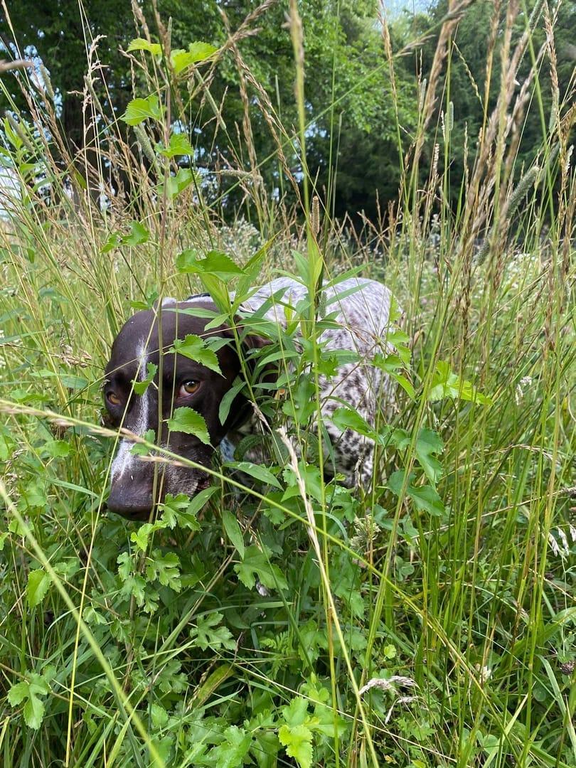 Immersive GSP experiencing natural enrichment for Madison area dogs at Waunakee's premier adventure park