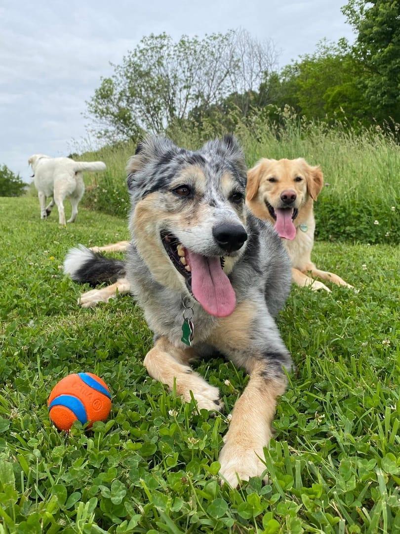 Enroll your dog at River Paws - Professional grooming and adventure hiking services