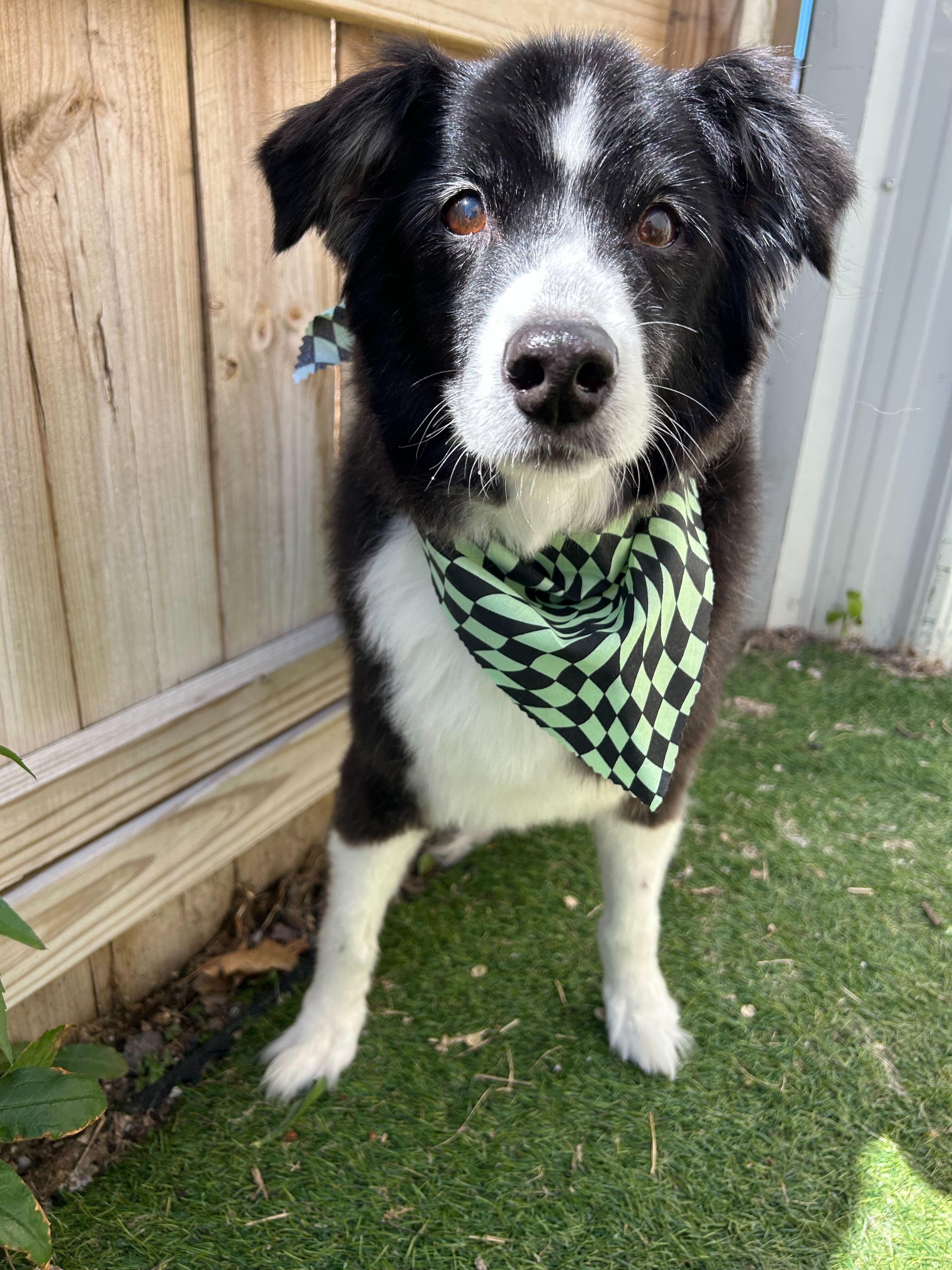 Alert Border Collie trusting our compassionate grooming for Madison area pets at River Paws