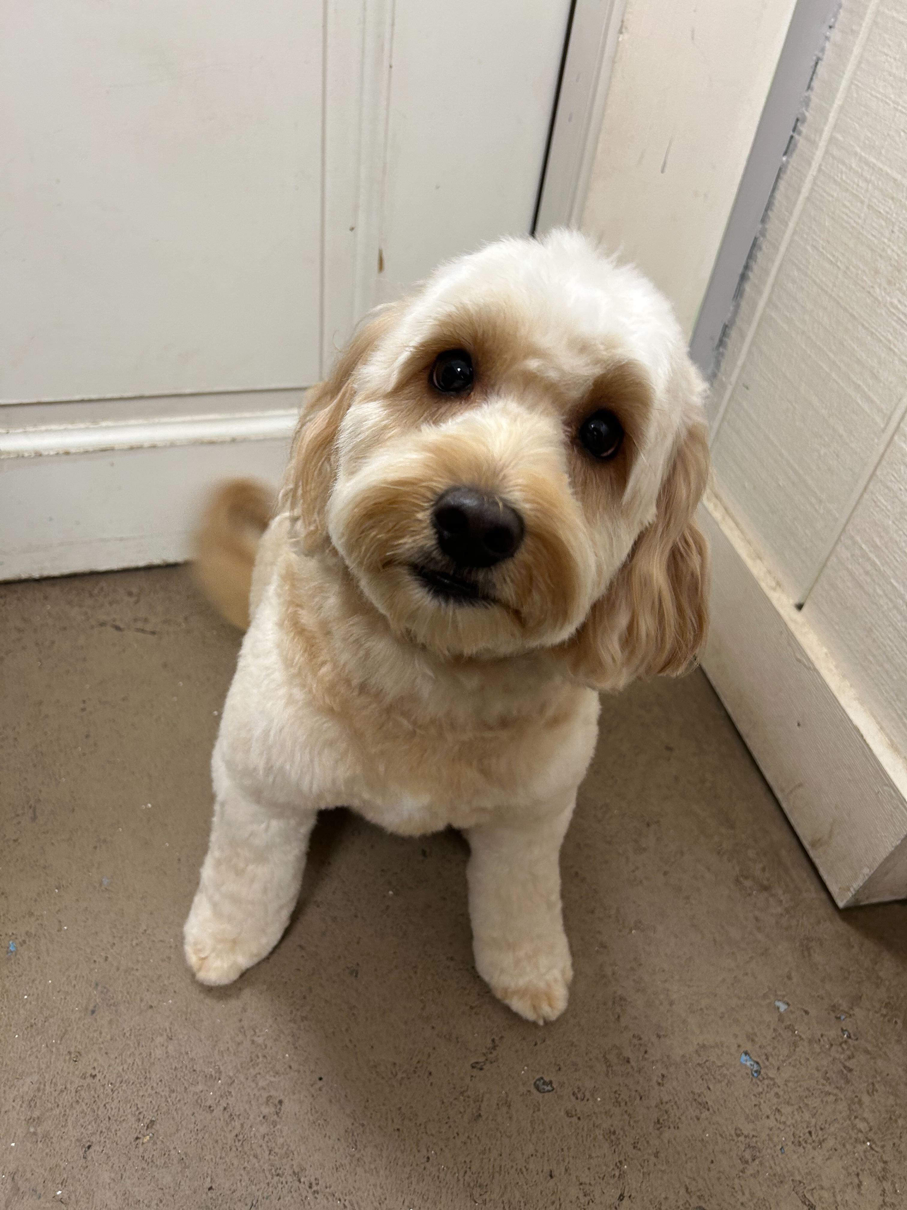 Soft Goldendoodle trusting our compassionate grooming serving Madison families
