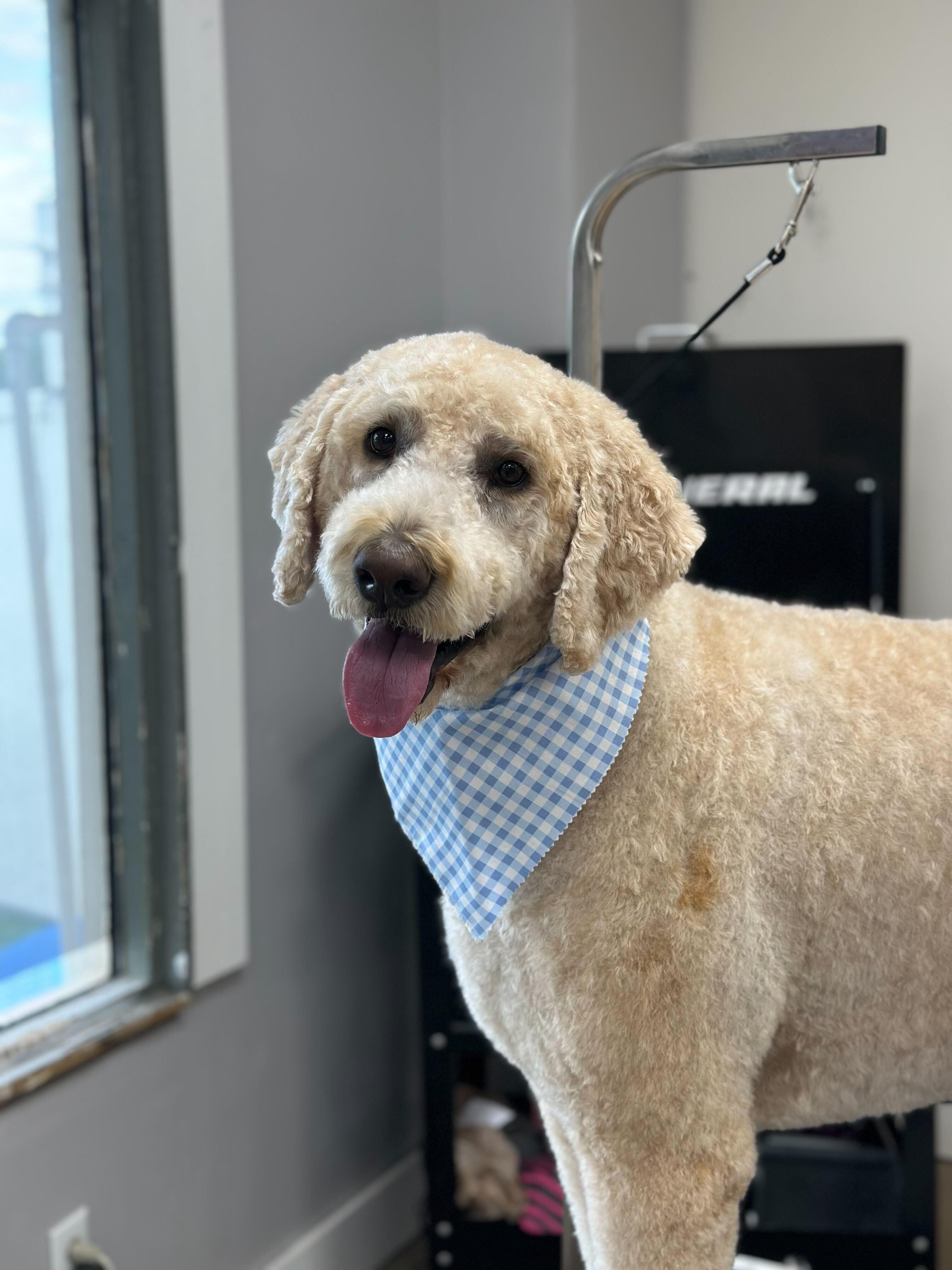 Beaming Goldendoodle building relaxing during compassionate grooming near DeForest at River Paws