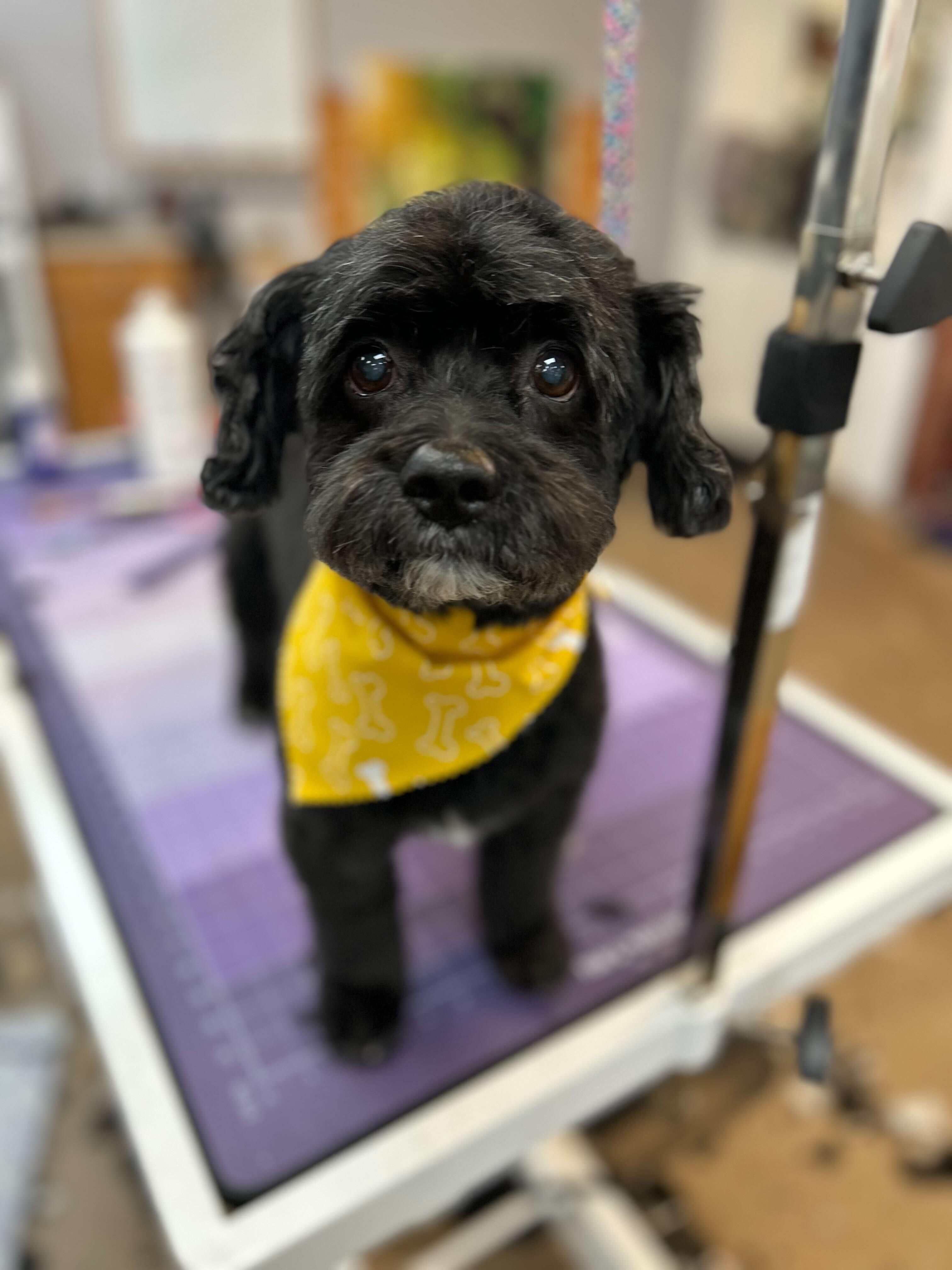 Dapper black Cockapoo enjoying gentle expert styling at River Paws Waunakee, Wisconsin