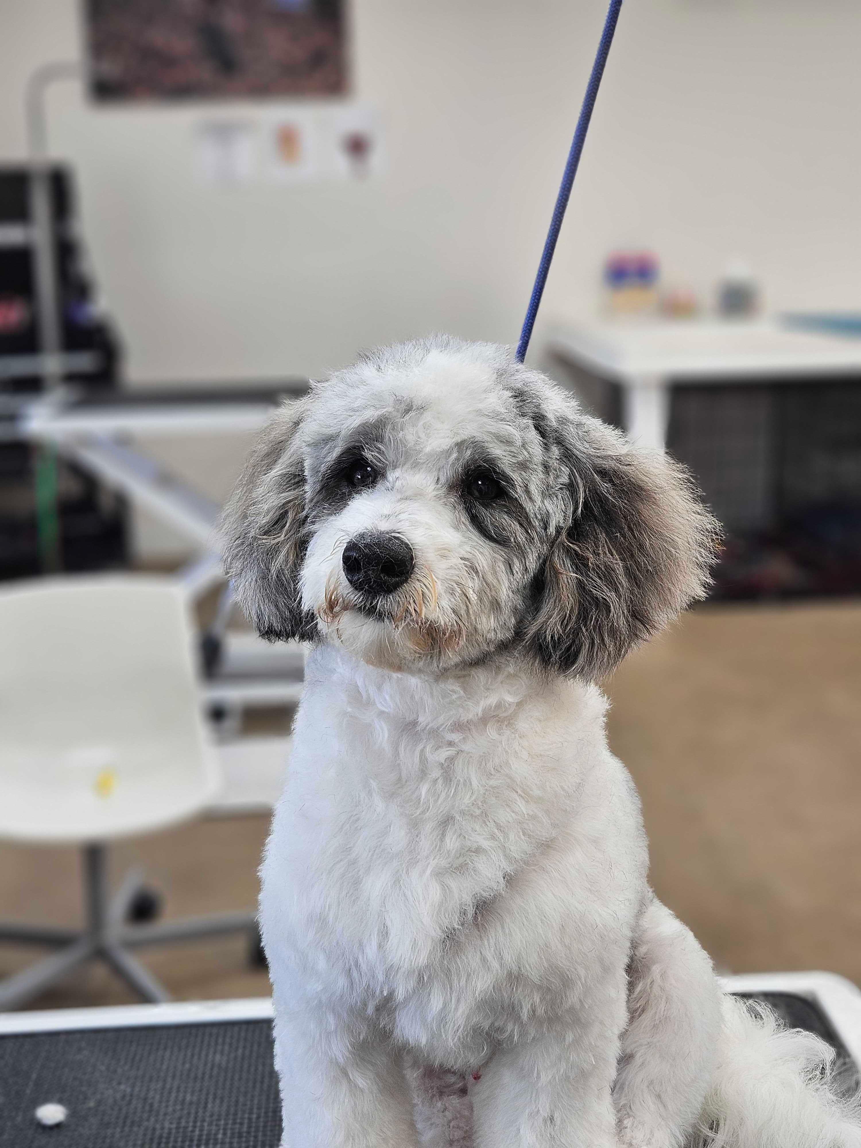 Attentive Sheepadoodle mix feeling confident with gentle grooming care near Sun Prairie at River Paws