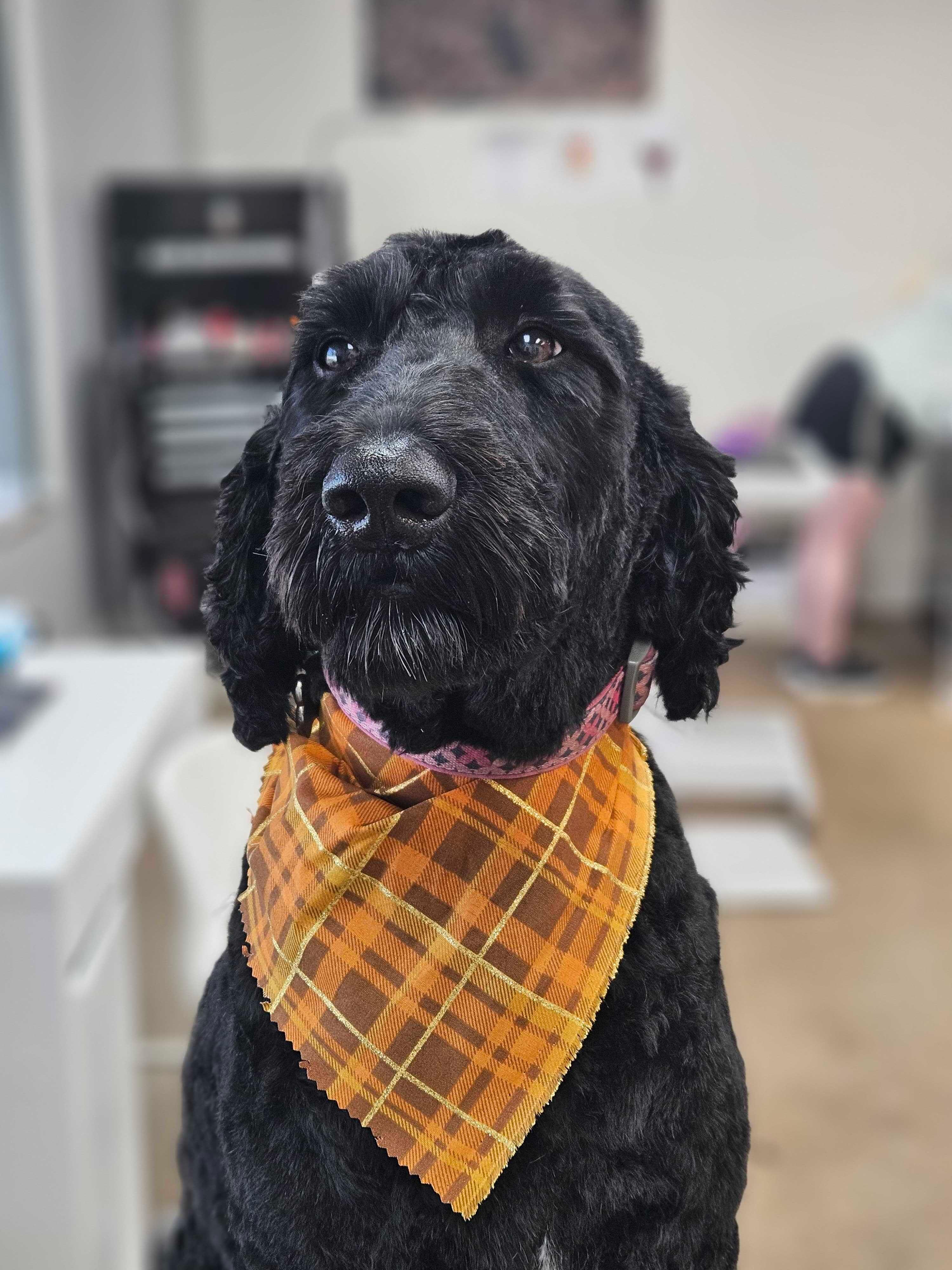 Alert black doodle thriving with compassionate spa-quality grooming serving Sun Prairie families