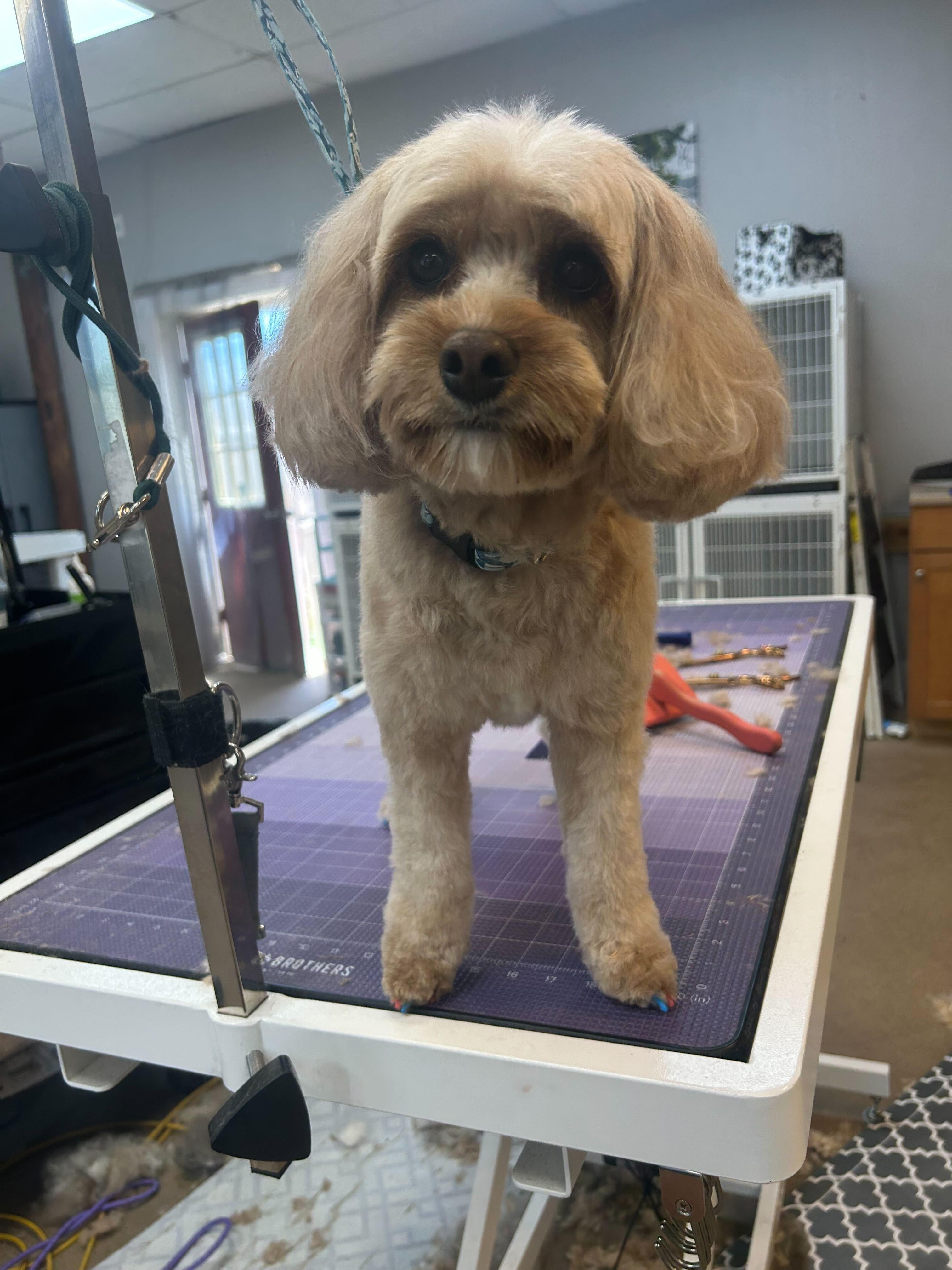 Golden Cockapoo with experiencing stress-free gentle grooming at River Paws Waunakee, Wisconsin