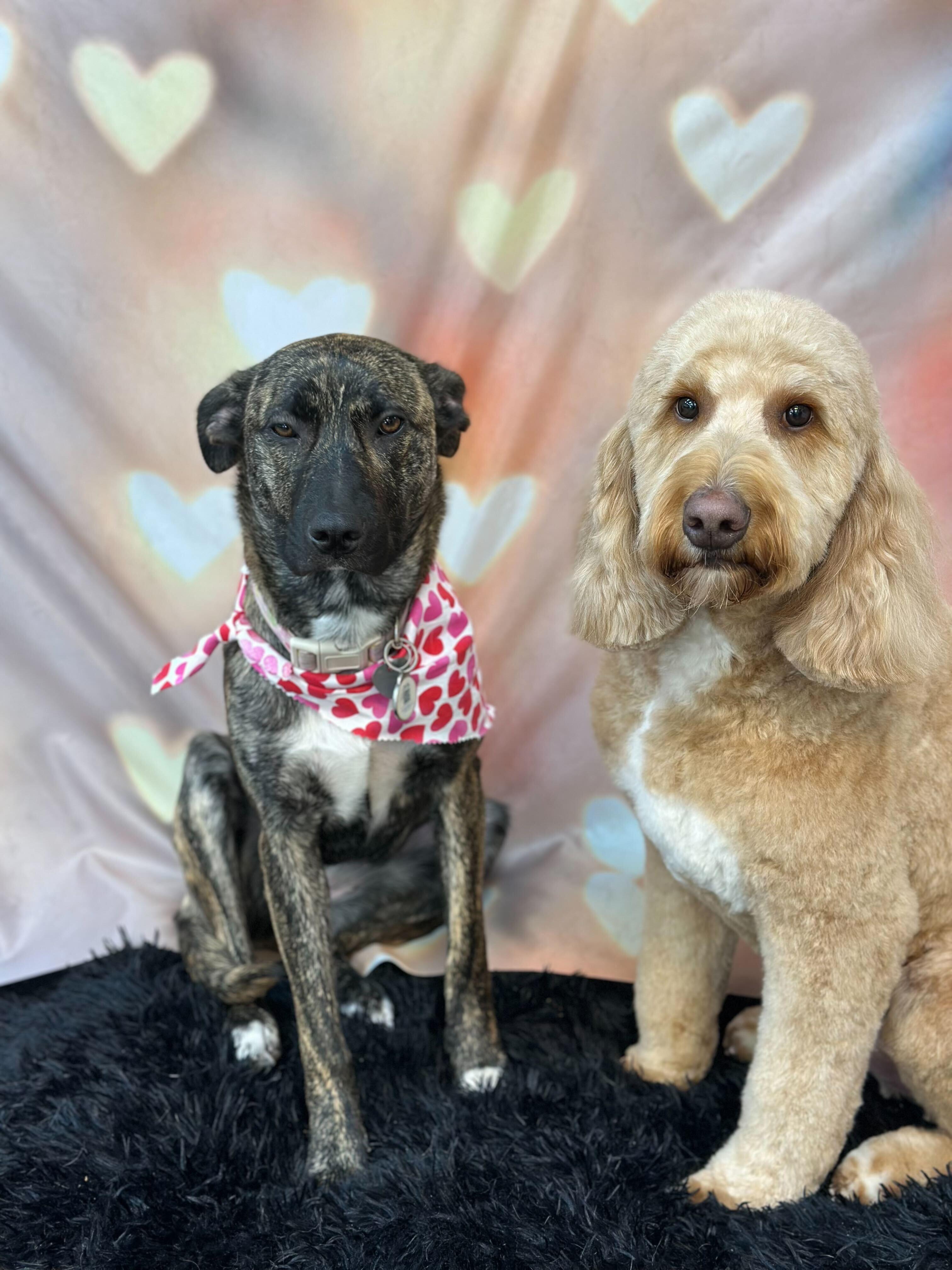 Confident pair trusting our Sun Prairie dog grooming