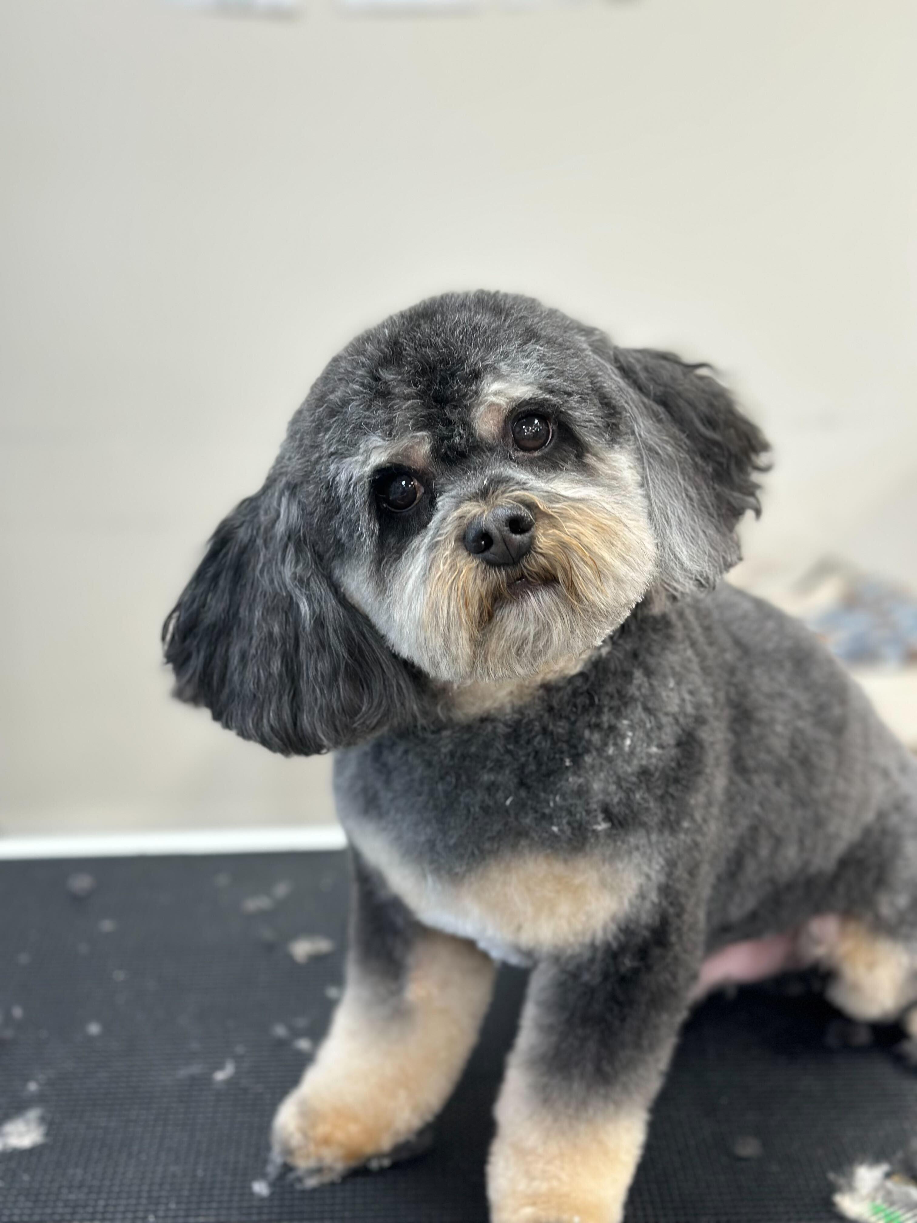 Soft grey Schnoodle experiencing stress-free gentle grooming at River Paws Waunakee, Wisconsin