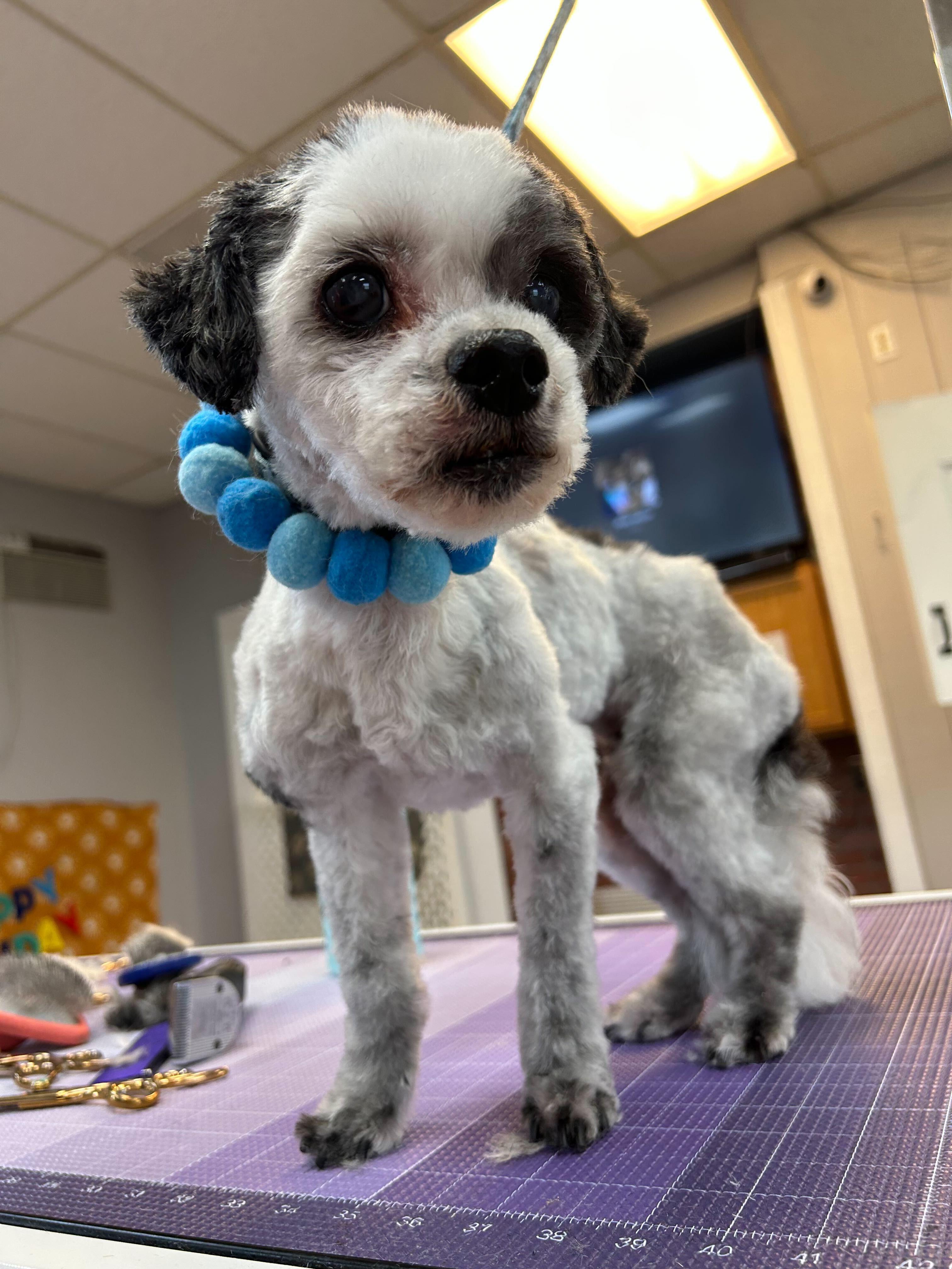 Attentive dog with receiving expert Madison dog grooming at River Paws