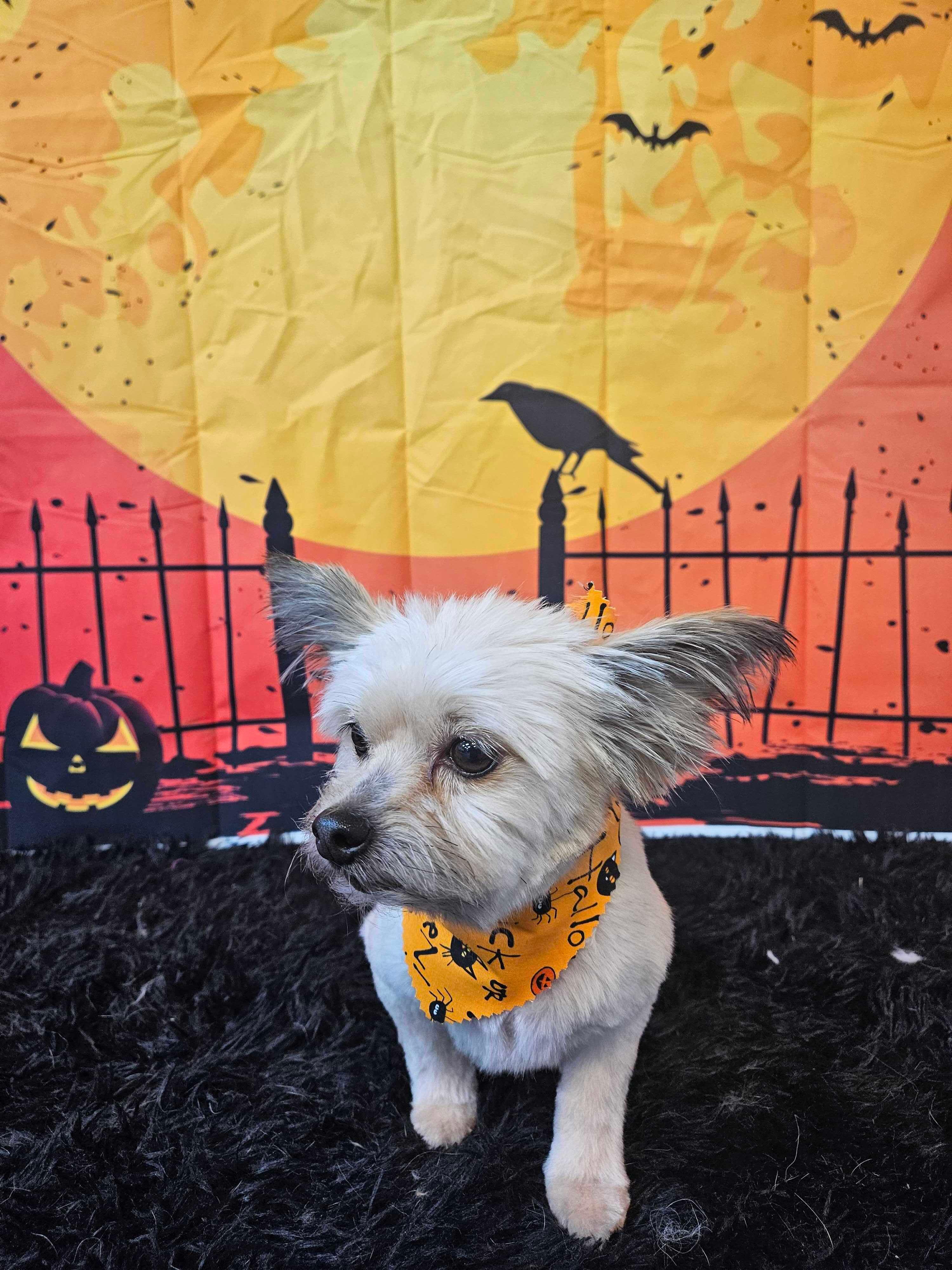 Spunky terrier mix mastering calm during curated celebrations for Madison area pets at River Paws