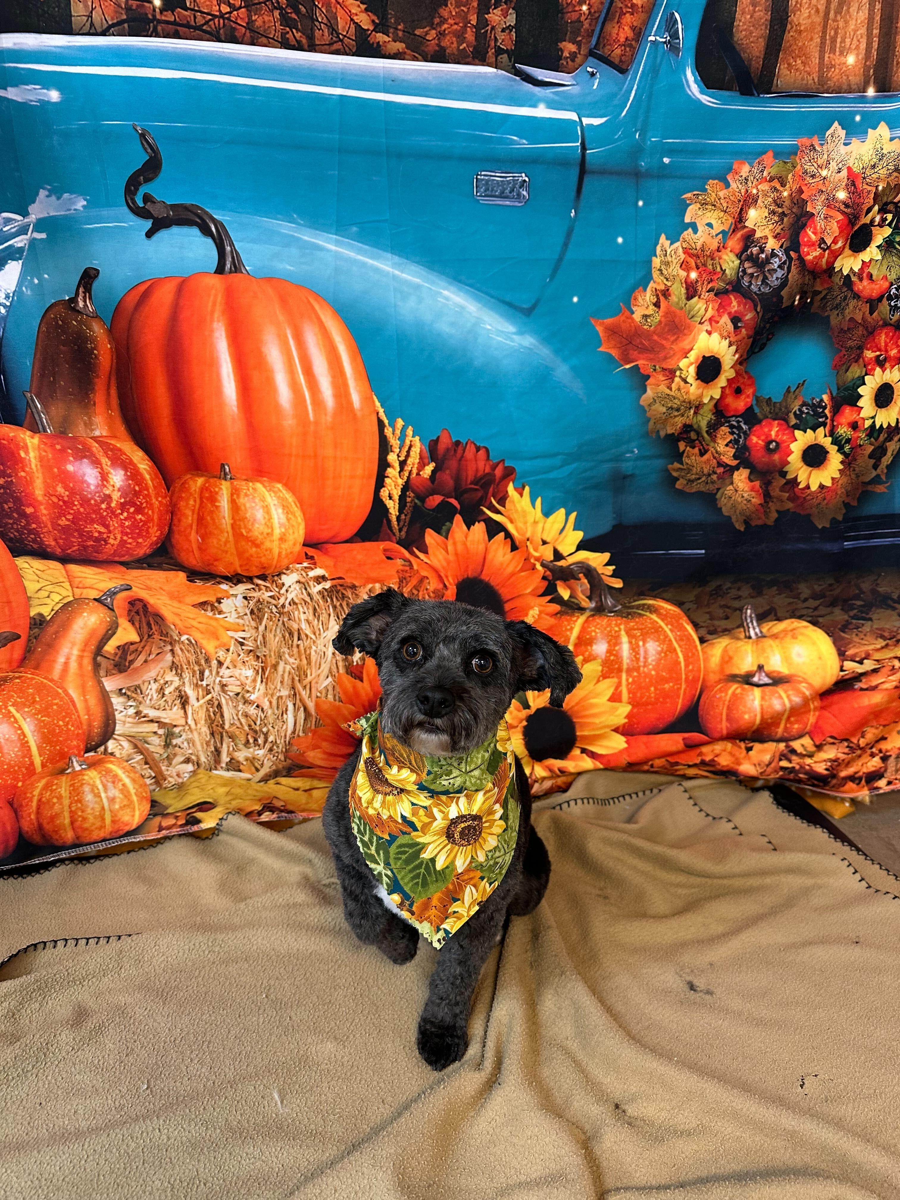 Dapper terrier mix receiving expert breed-specific styling for Madison area pets at River Paws