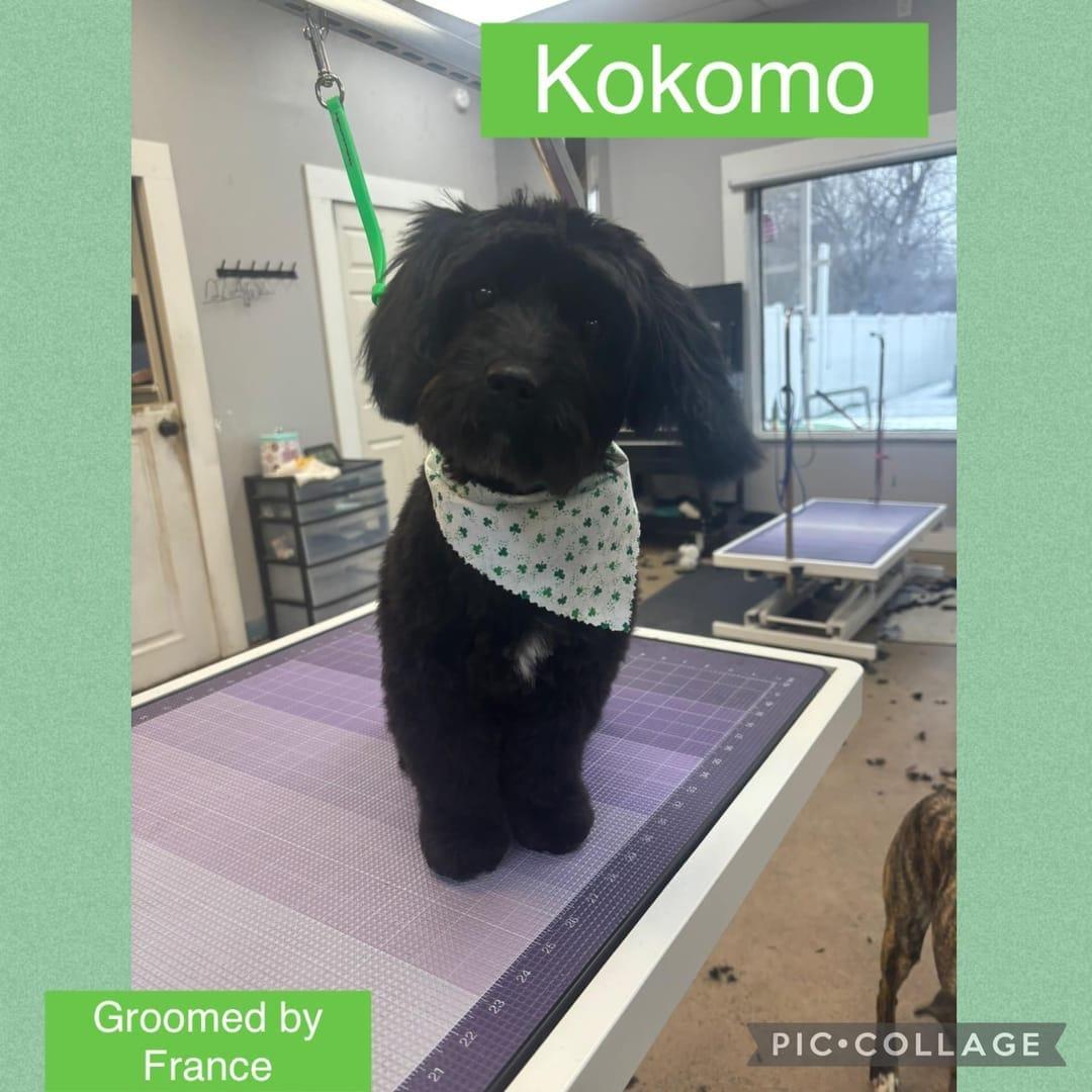 A happy, freshly groomed black doodle mix dog wearing a bandana, standing proudly in a River Paws grooming salon in Waunakee, Wisconsin.