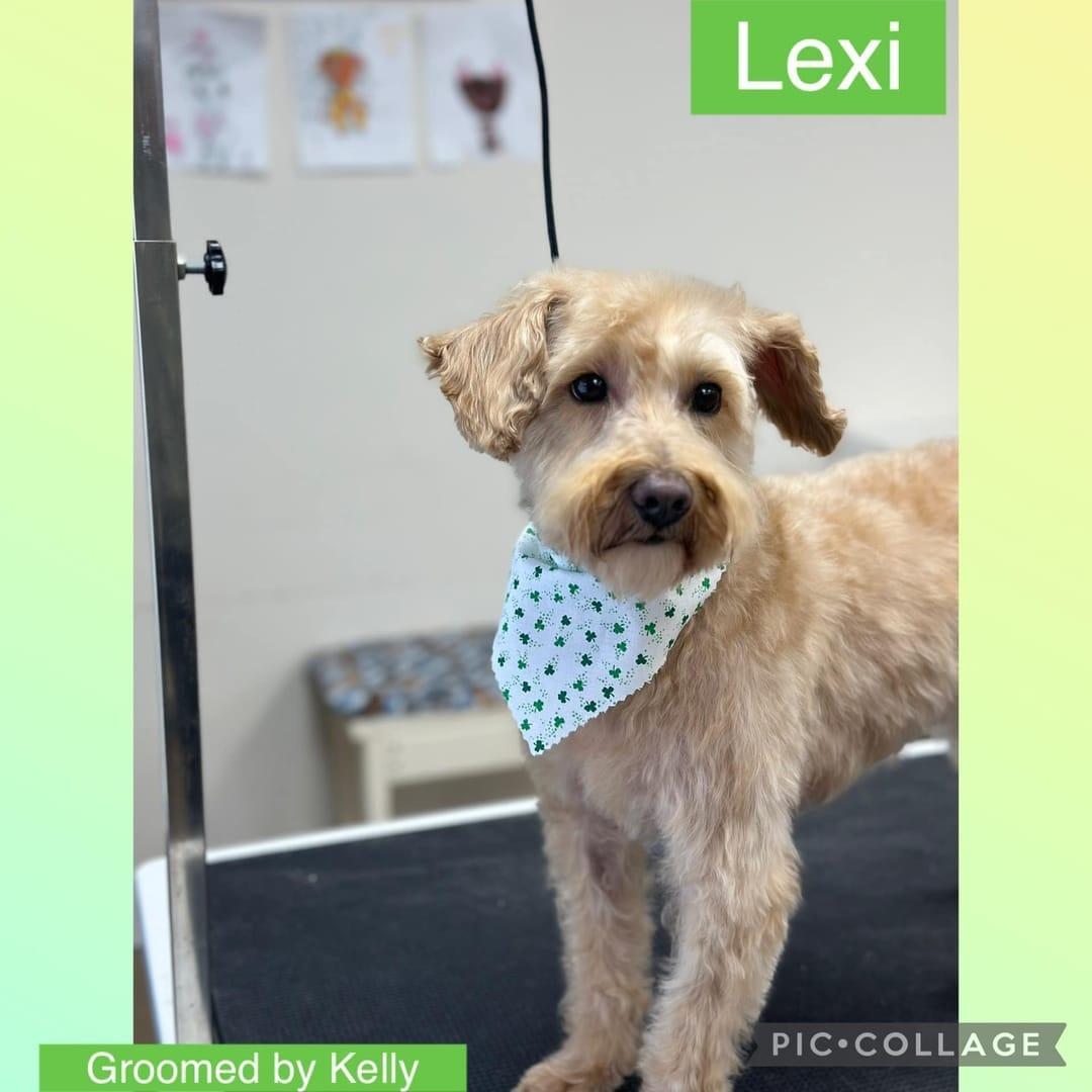 A happy, freshly groomed doodle dog wearing a bandana looks content on a grooming table at River Paws in Waunakee, WI.