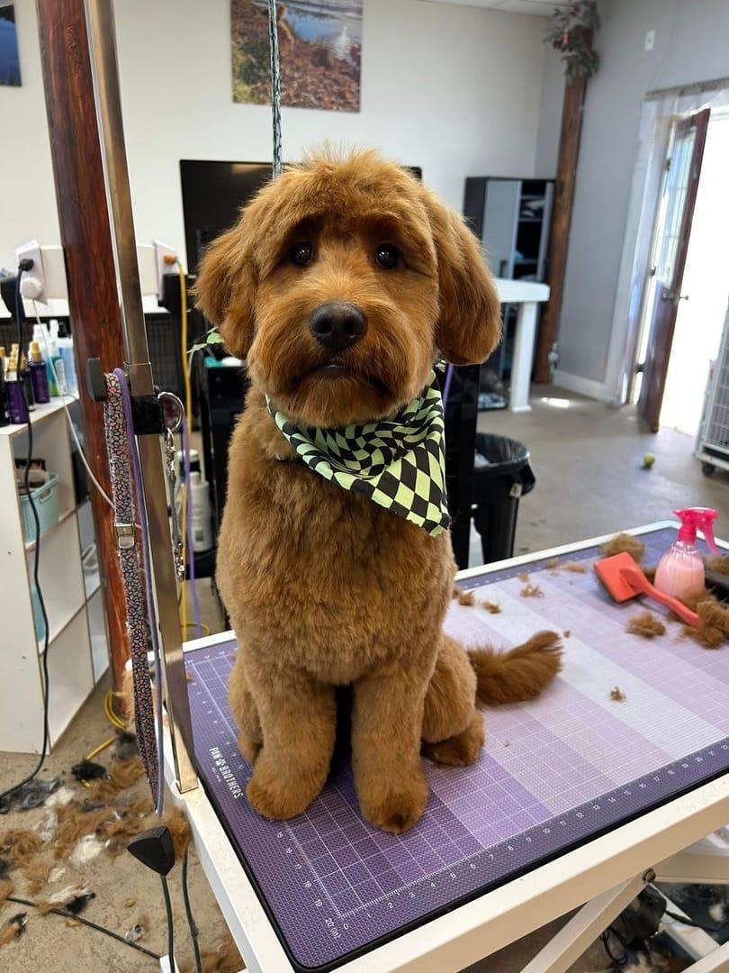 Happy goldendoodle after grooming