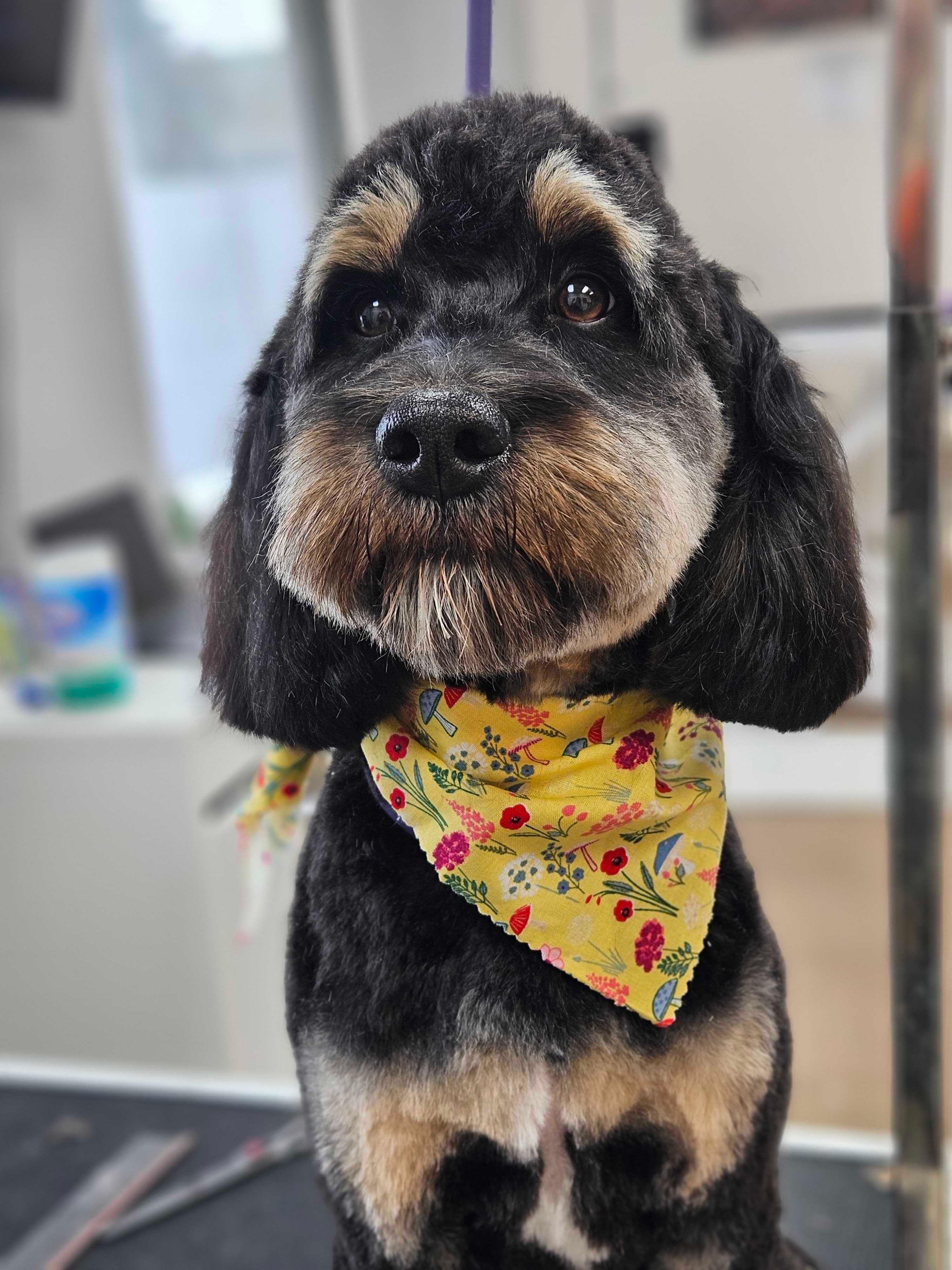 Handsome doodle getting pampered with trusted grooming services serving Madison families