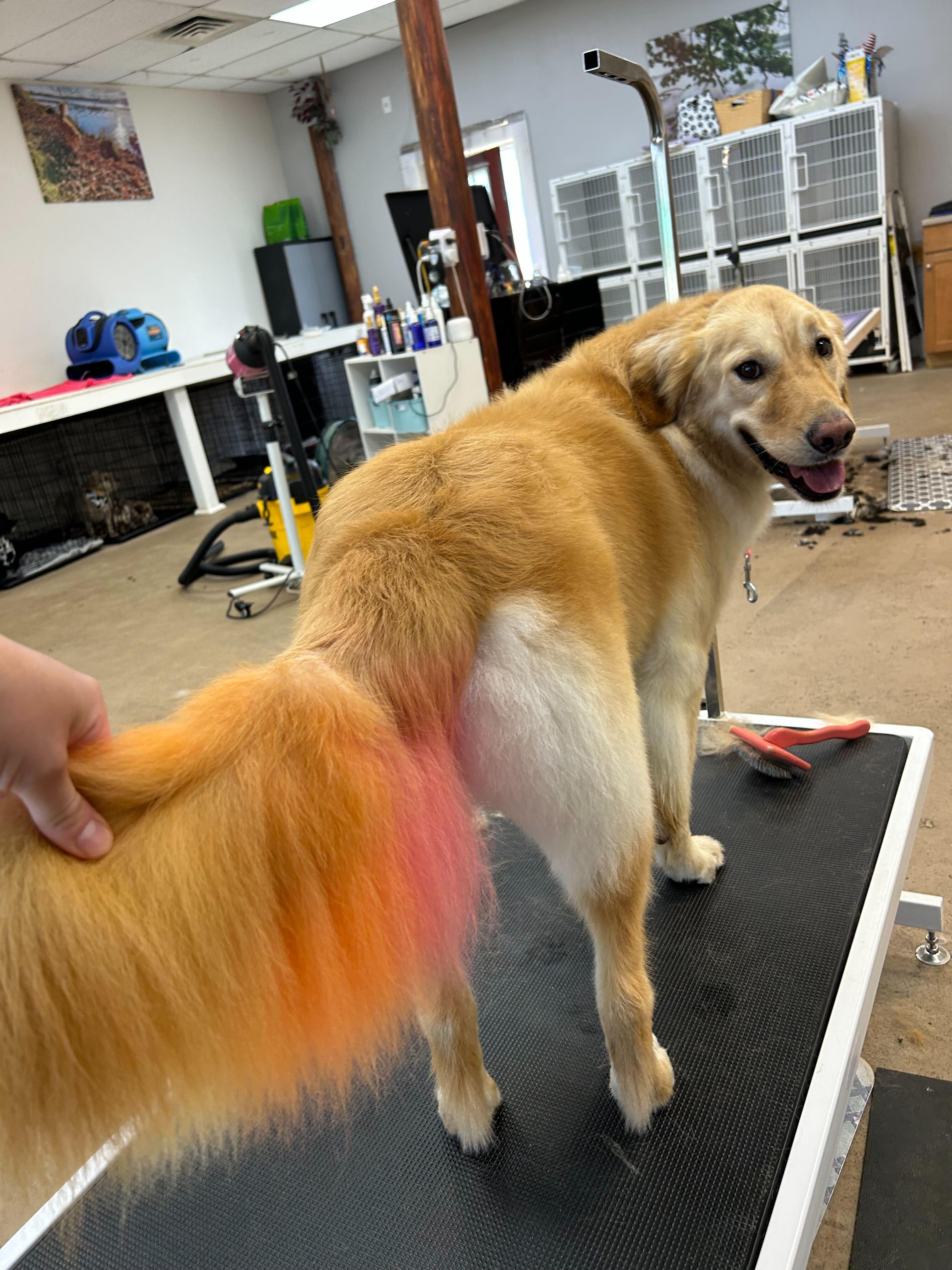 Golden Retriever with creative tail dye shining after premium grooming care for Madison area pets at River Paws