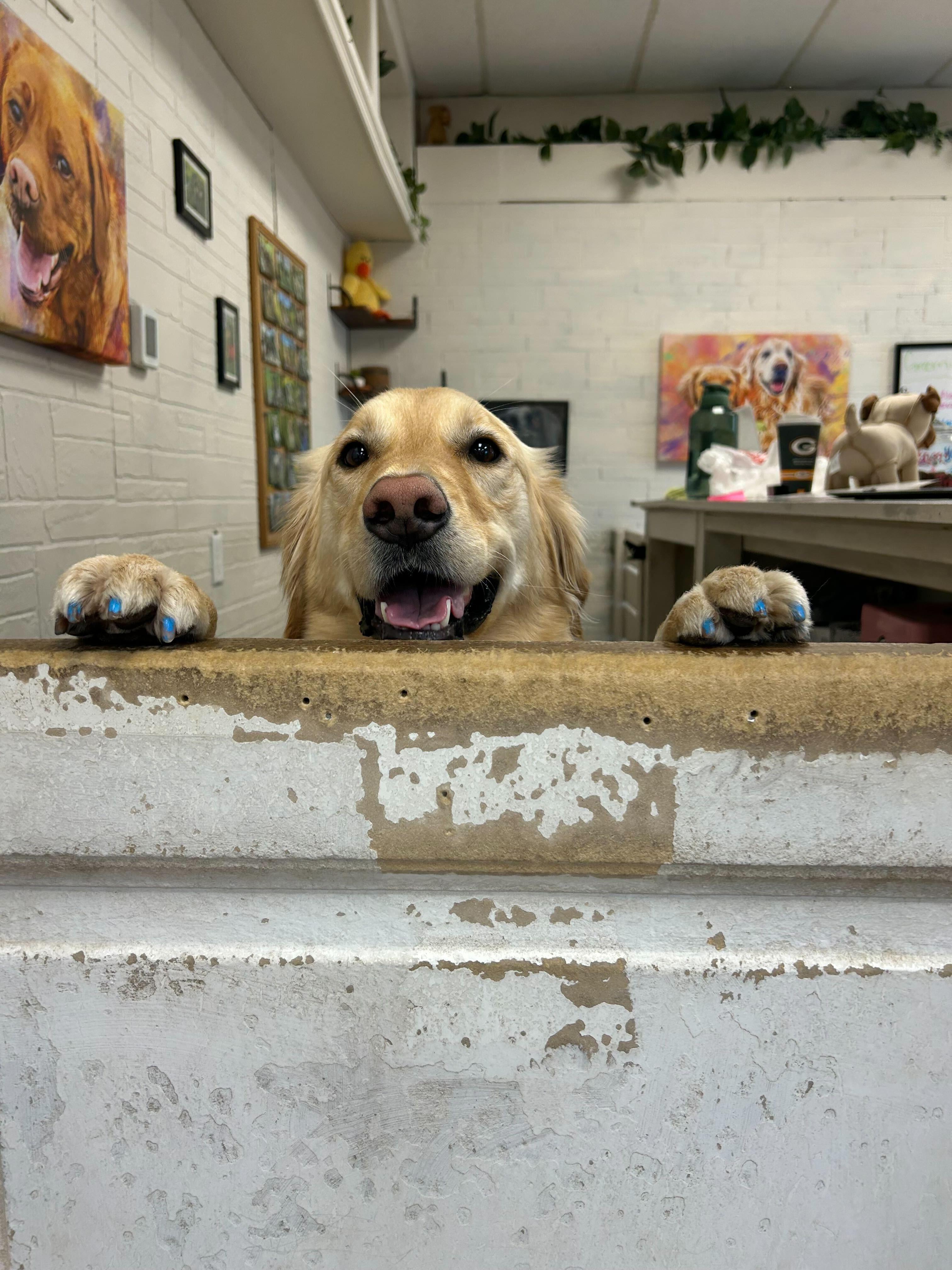 Golden Retriever with relaxing during Madison dog grooming at River Paws