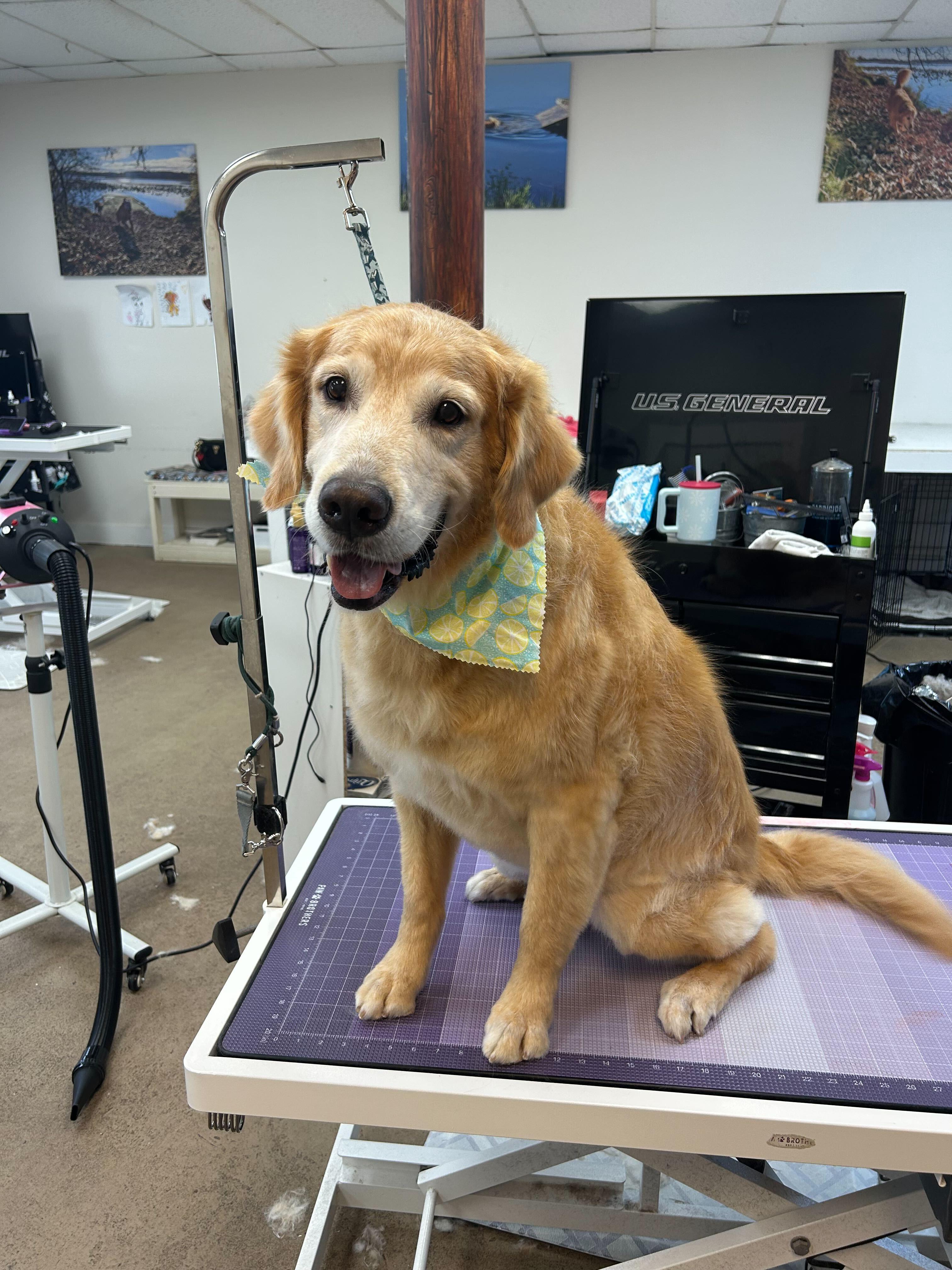Smiling Golden Retriever feeling confident with expert grooming serving Middleton families