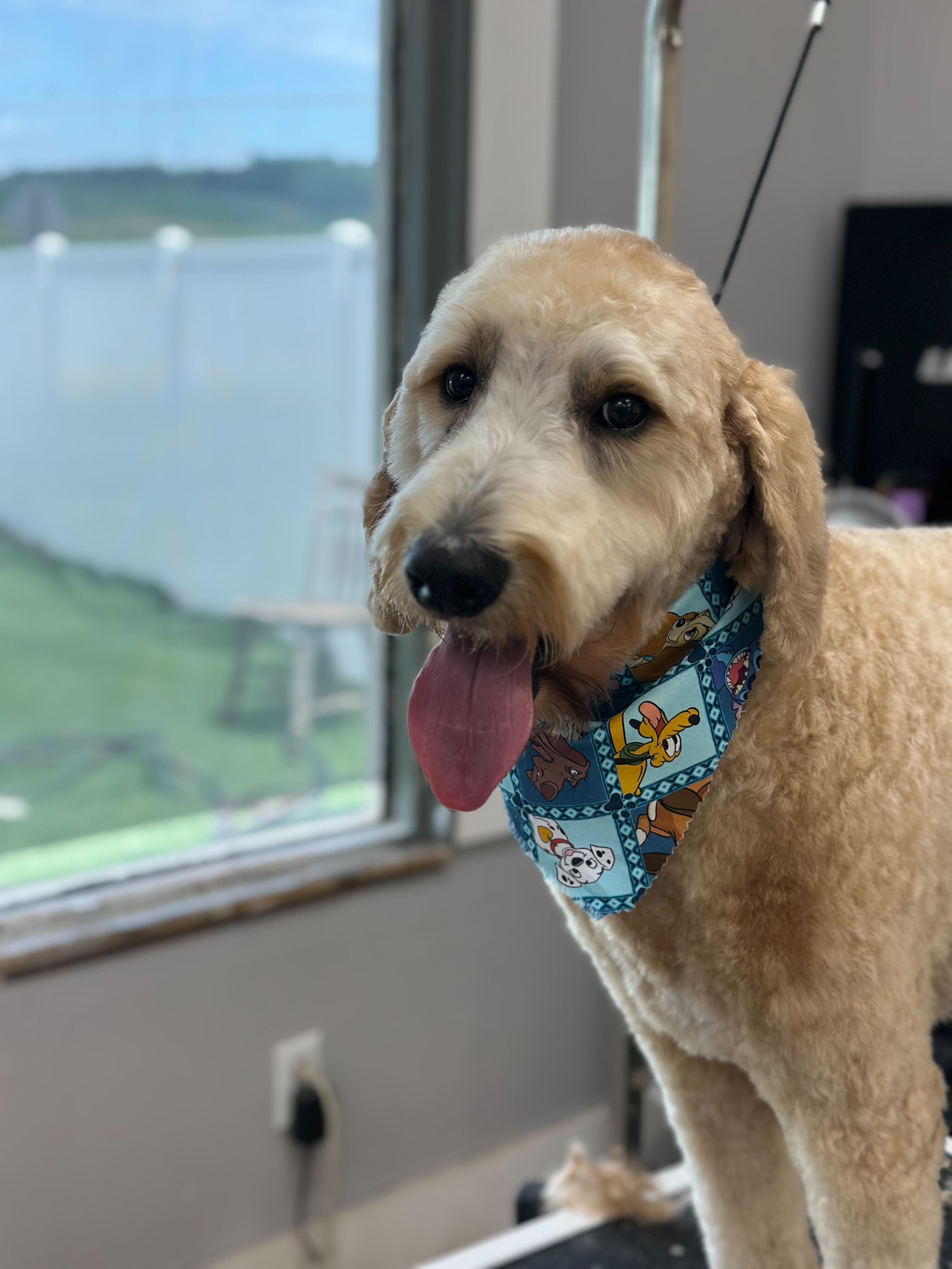 Cheery Goldendoodle shining after premium grooming care for Madison area pets at River Paws
