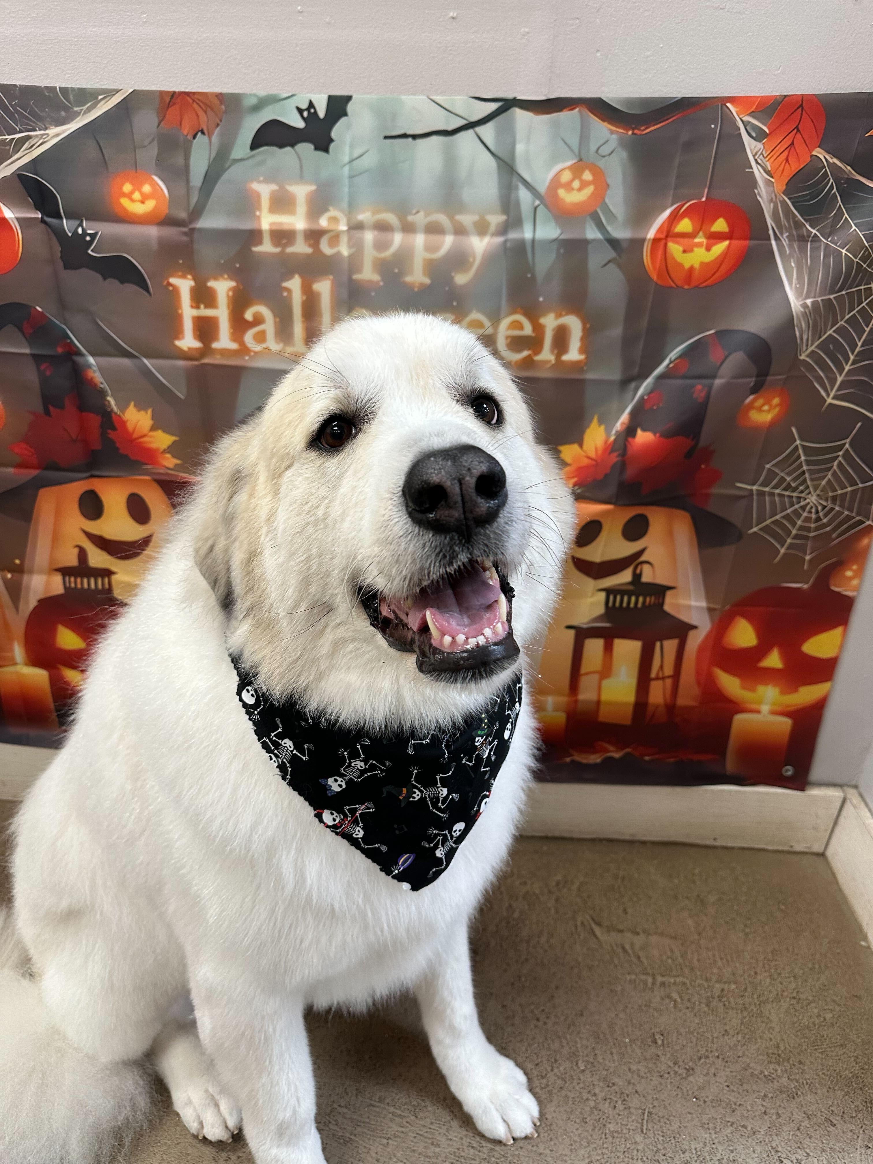 Joyful Great Pyrenees experiencing stress-free gentle grooming serving Sun Prairie families