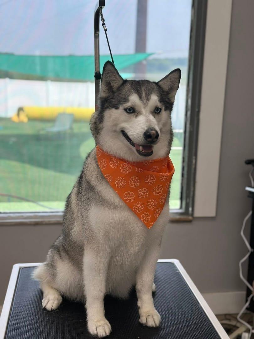 Happy Husky after grooming at River Paws