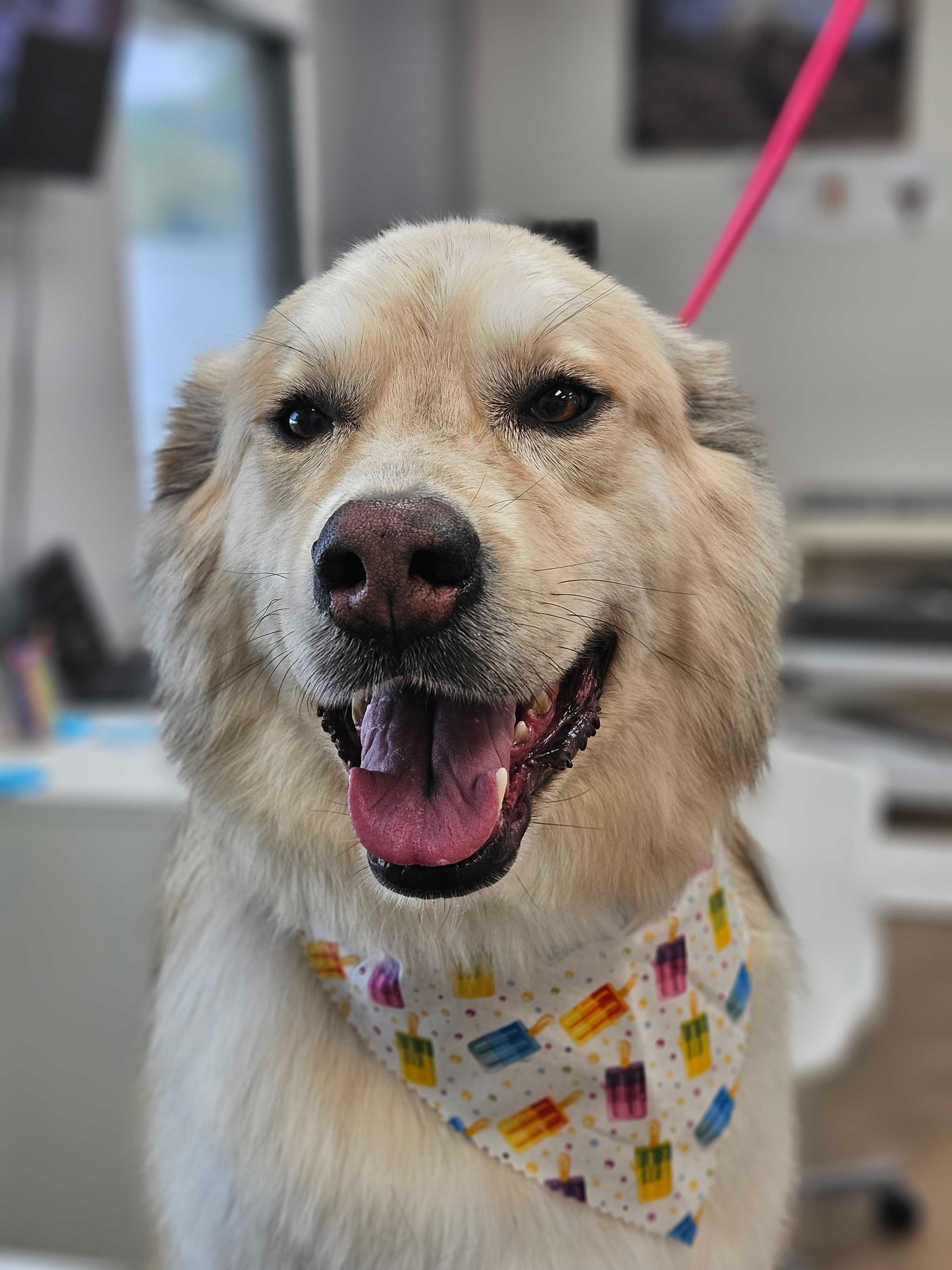 Smiling golden mix looking their best after professional grooming for DeForest area dogs at River Paws