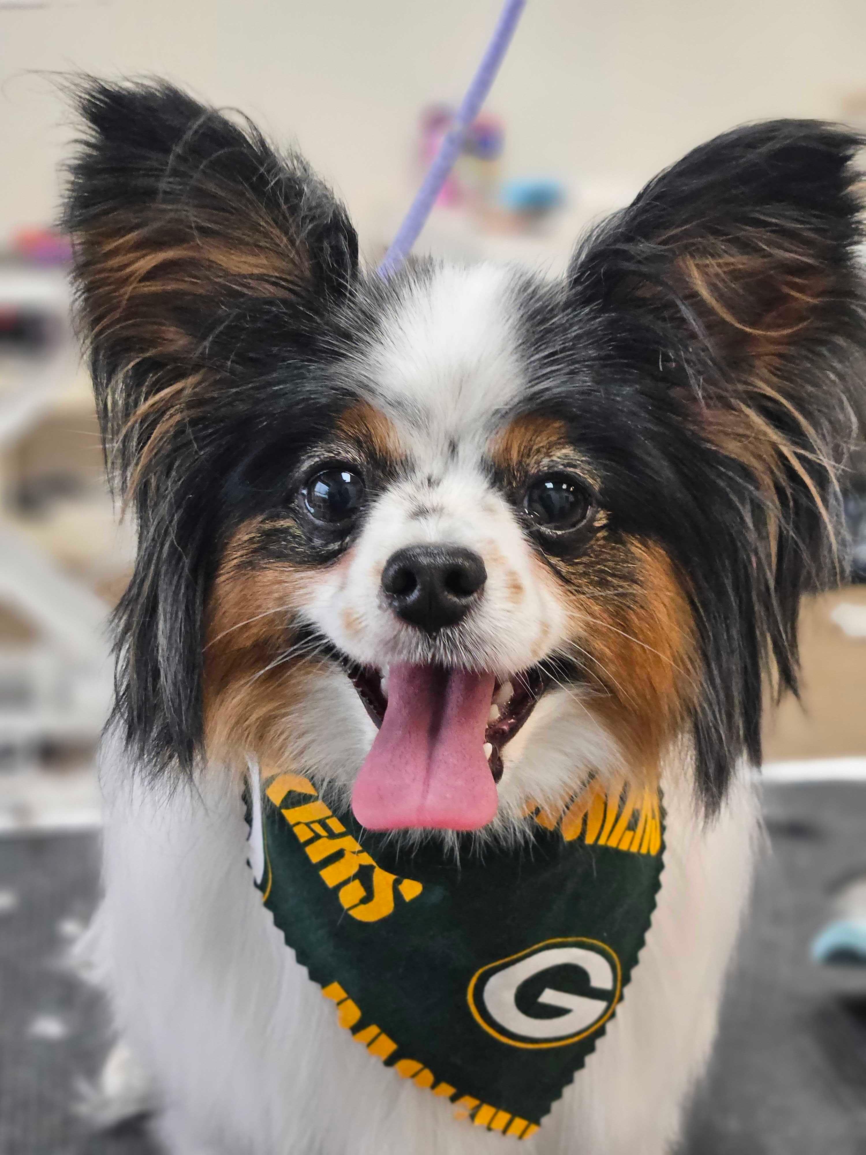 Cheery Papillon enjoying gentle spa-quality care near Sun Prairie at River Paws