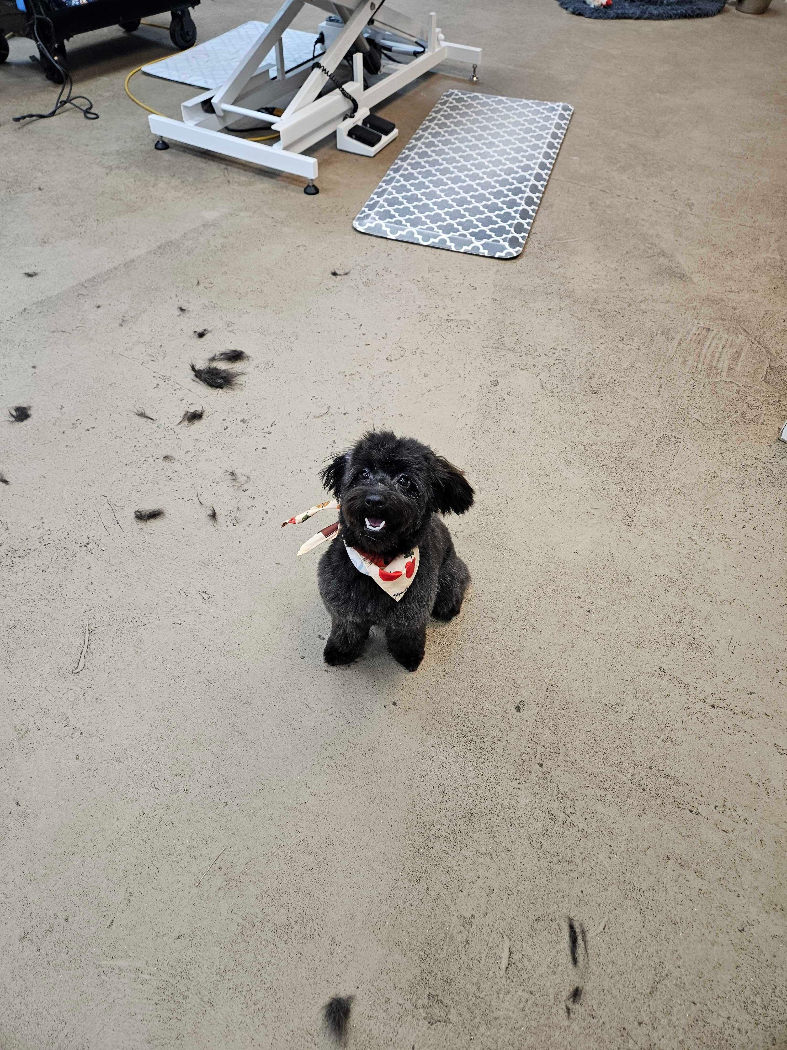Patient black doodle thriving with compassionate skilled grooming for Sun Prairie area pets at River Paws