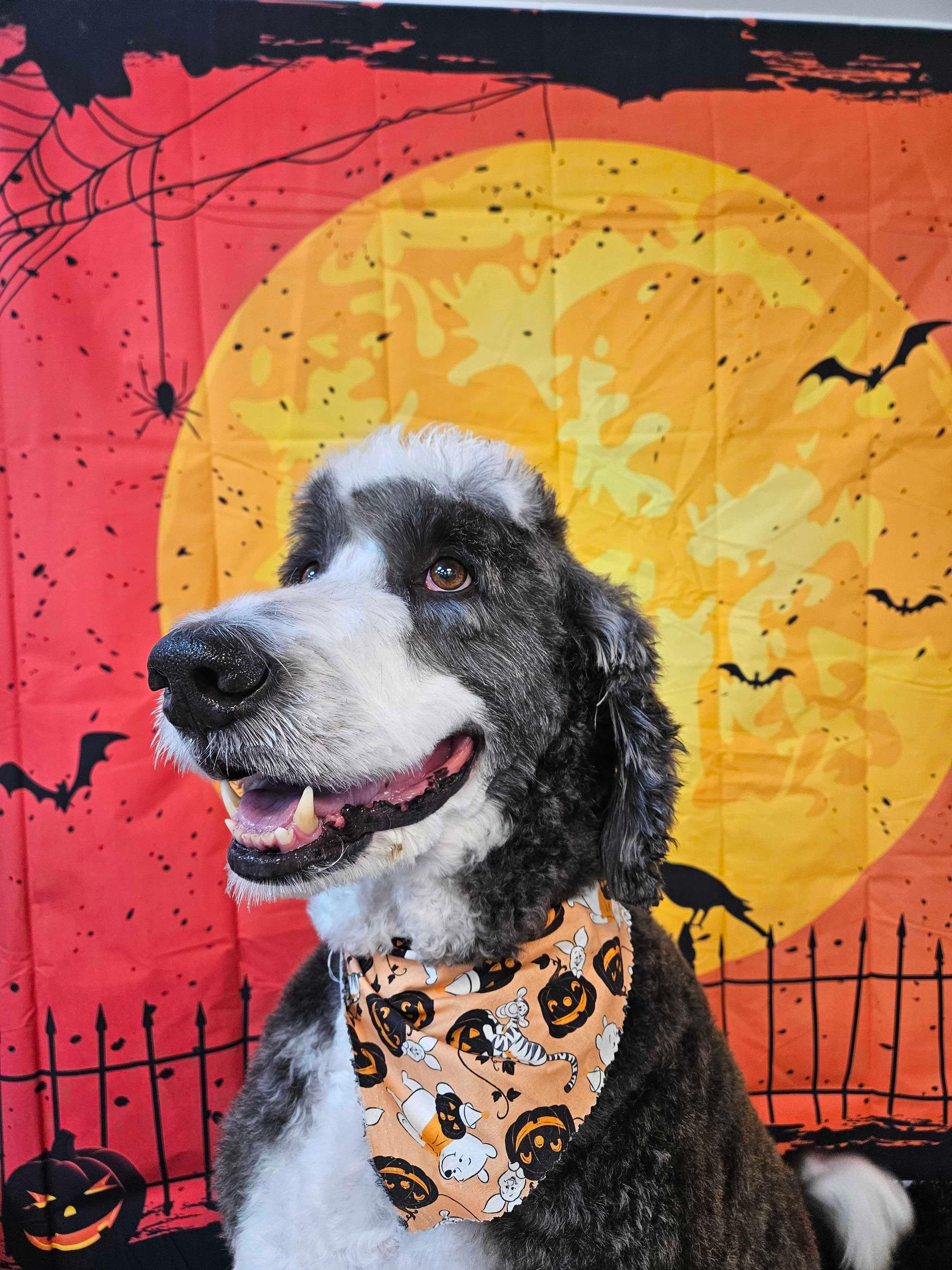 Festive Sheepadoodle discovering joy in safe social activities near Madison at River Paws