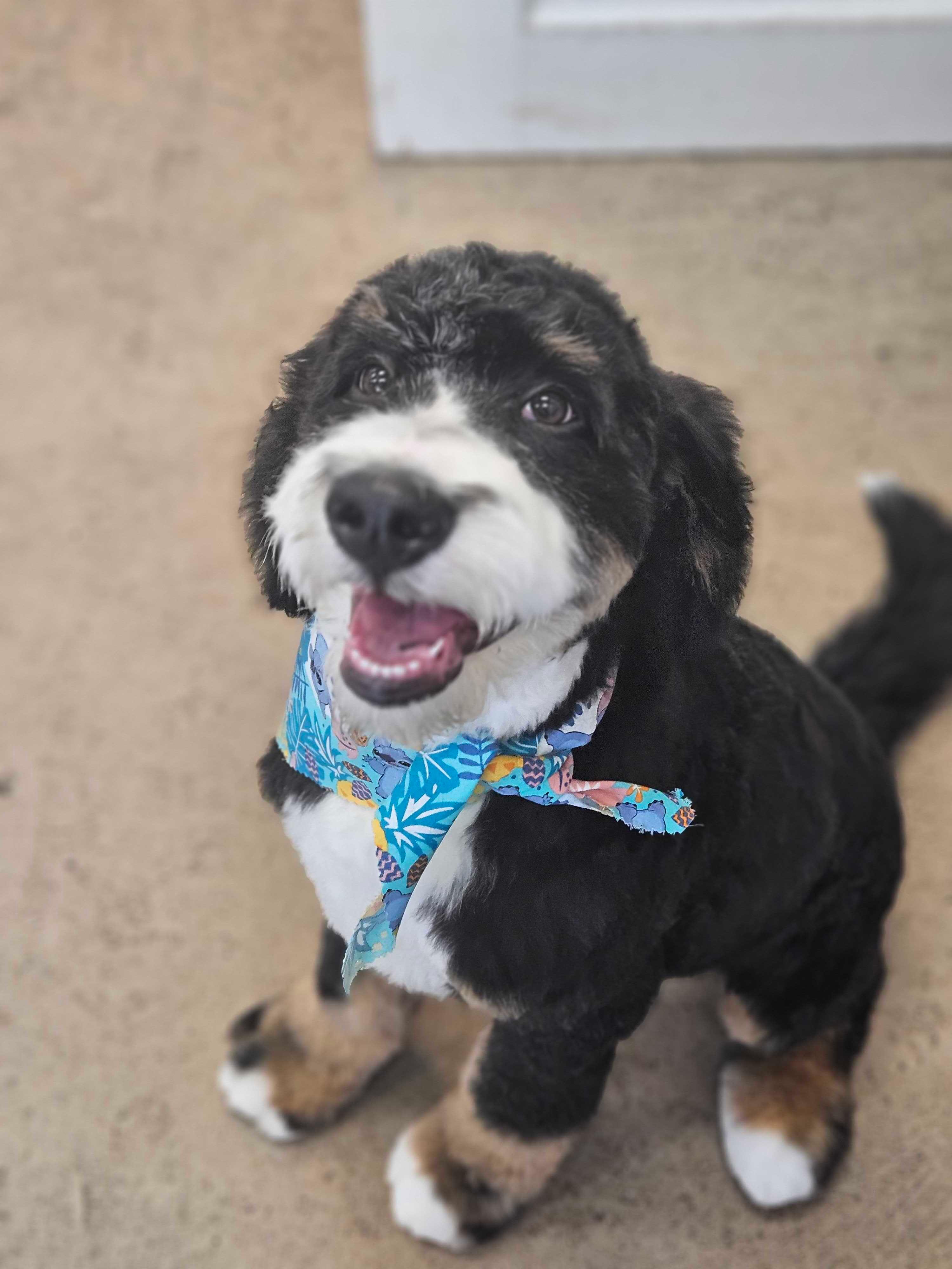 Cheerful Bernedoodle building enjoying gentle expert styling for Madison area pets at River Paws