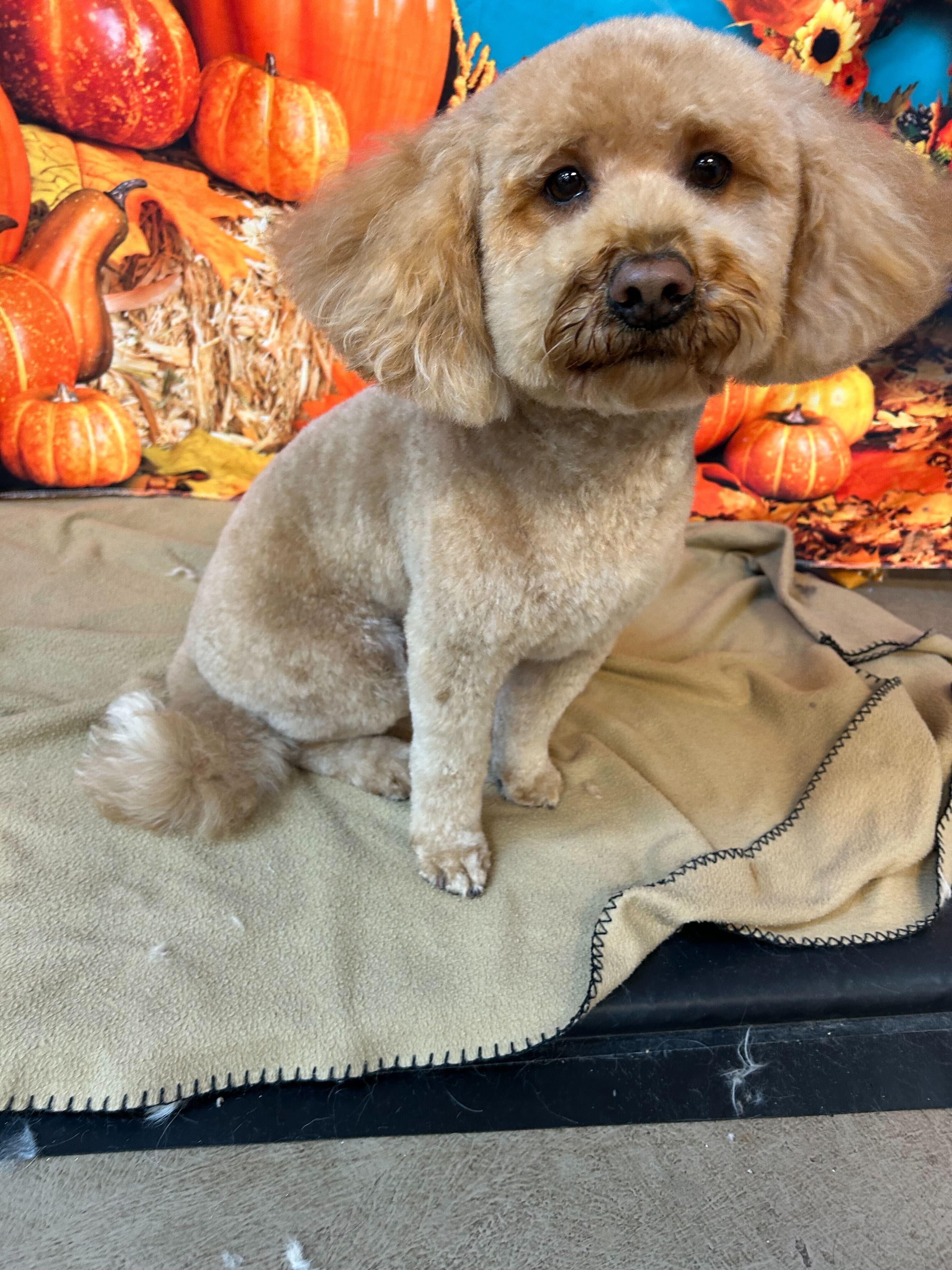 Soft doodle mix feeling confident with professional care near Madison at River Paws