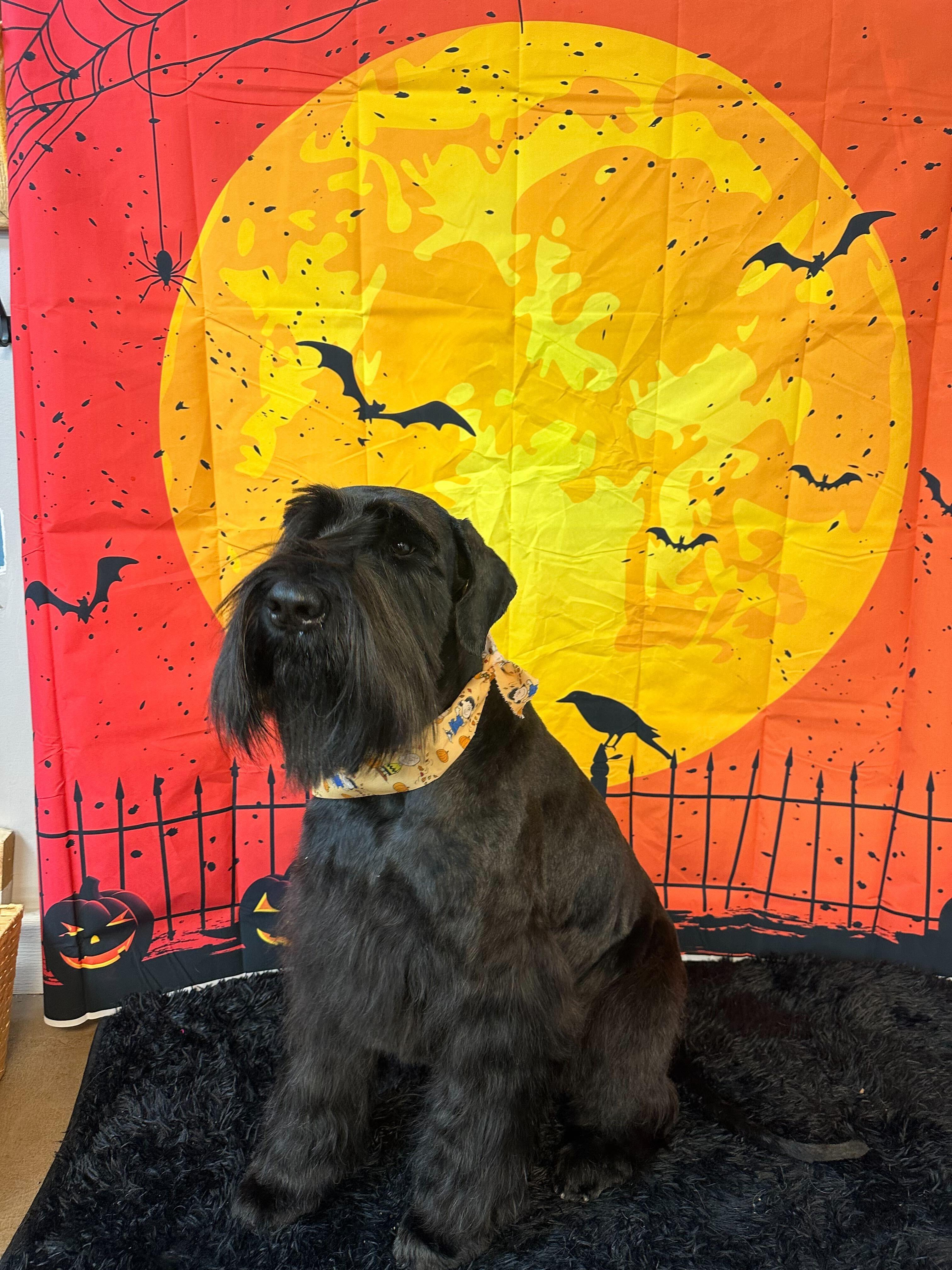 Regal Giant Schnauzer getting pampered with supervised socialization near Sun Prairie at River Paws