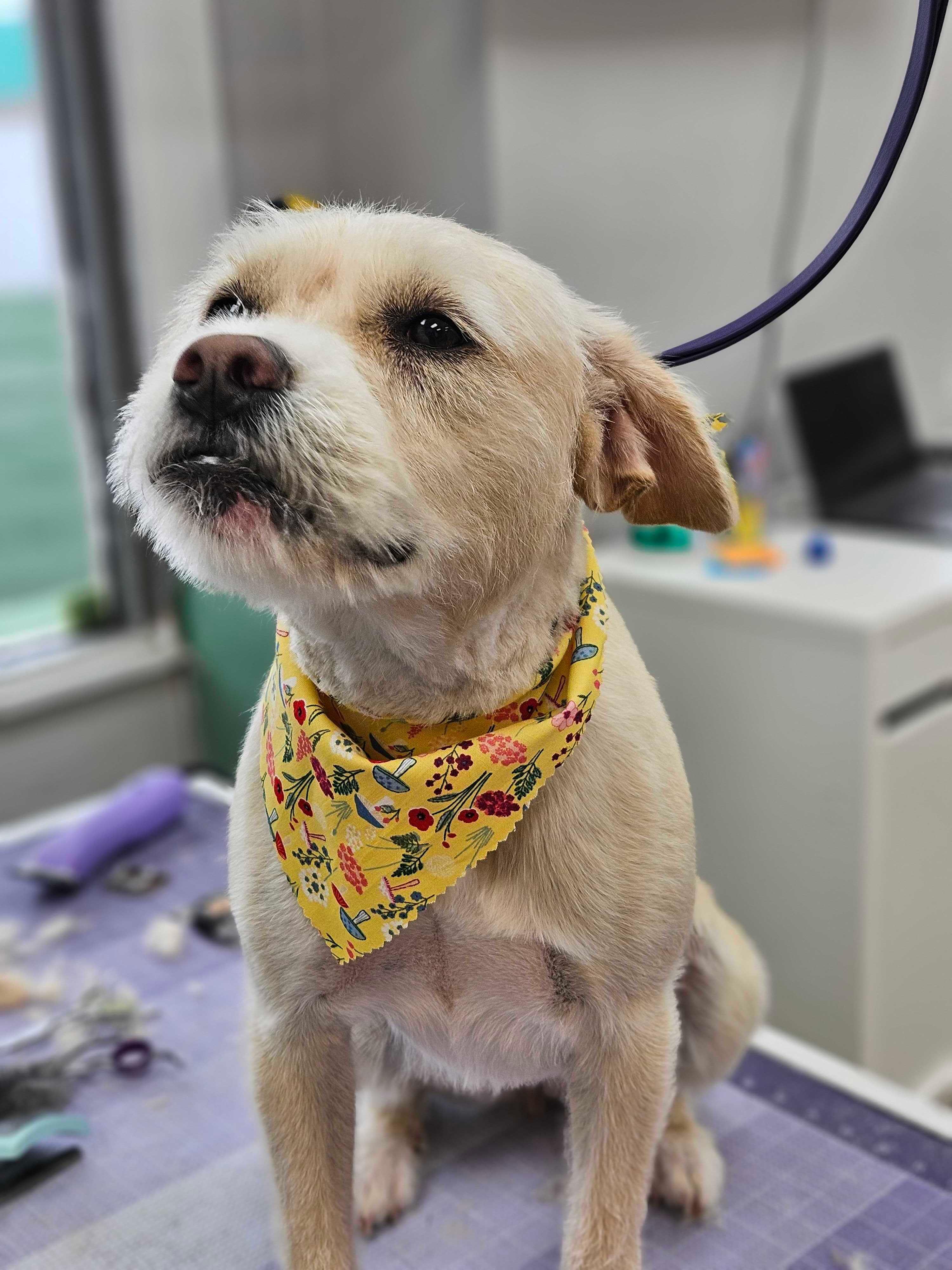 Handsome terrier experiencing stress-free gentle grooming for DeForest area dogs at River Paws