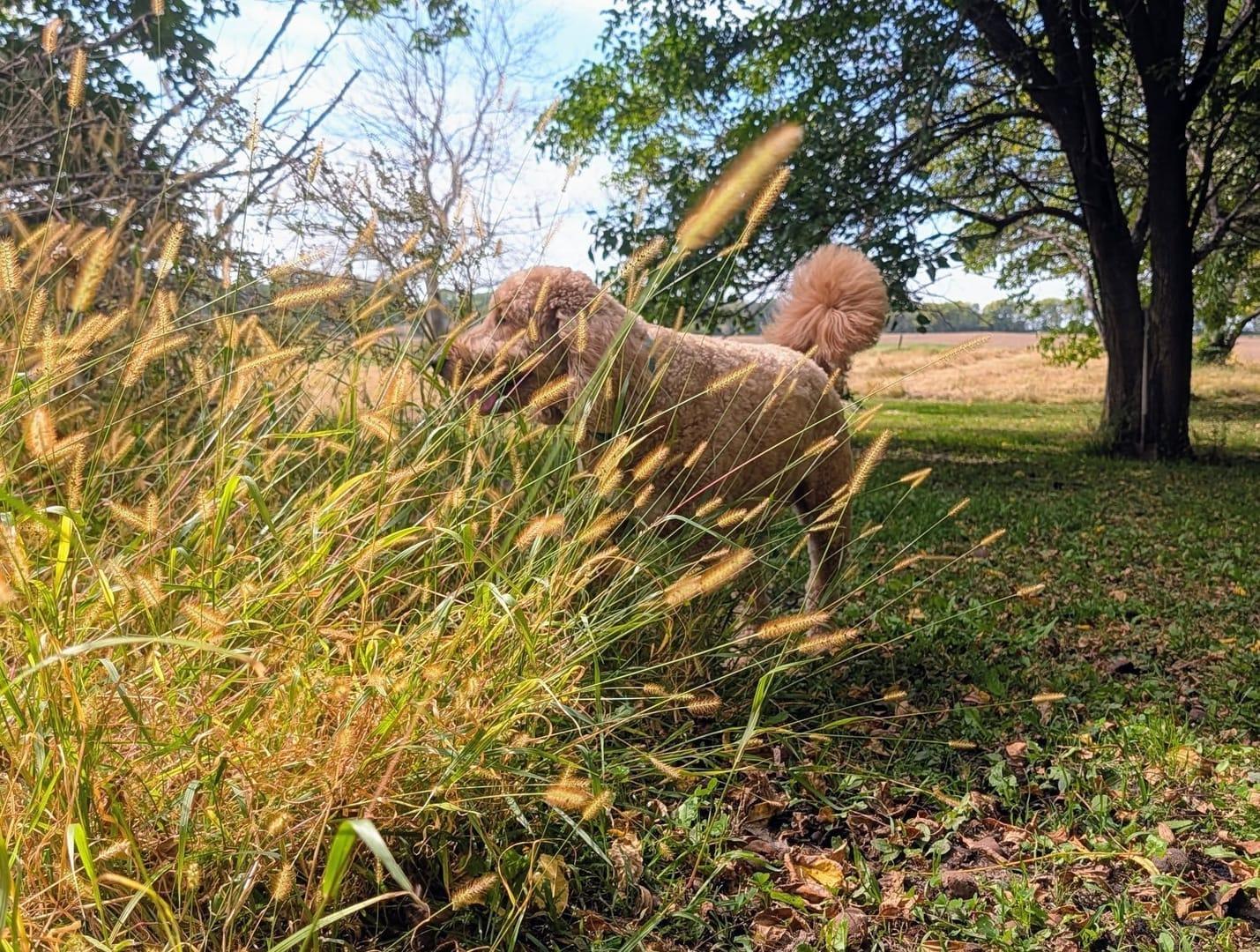 Doodle building confidence serving Sun Prairie families at professionally supervised wilderness trails