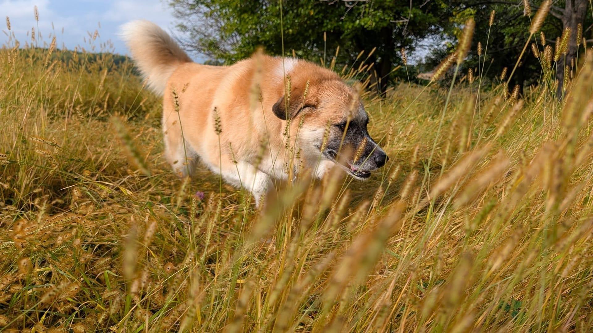 Focused mixed breed exploring building confidence serving Sun Prairie families at professionally supervised wilderness trails