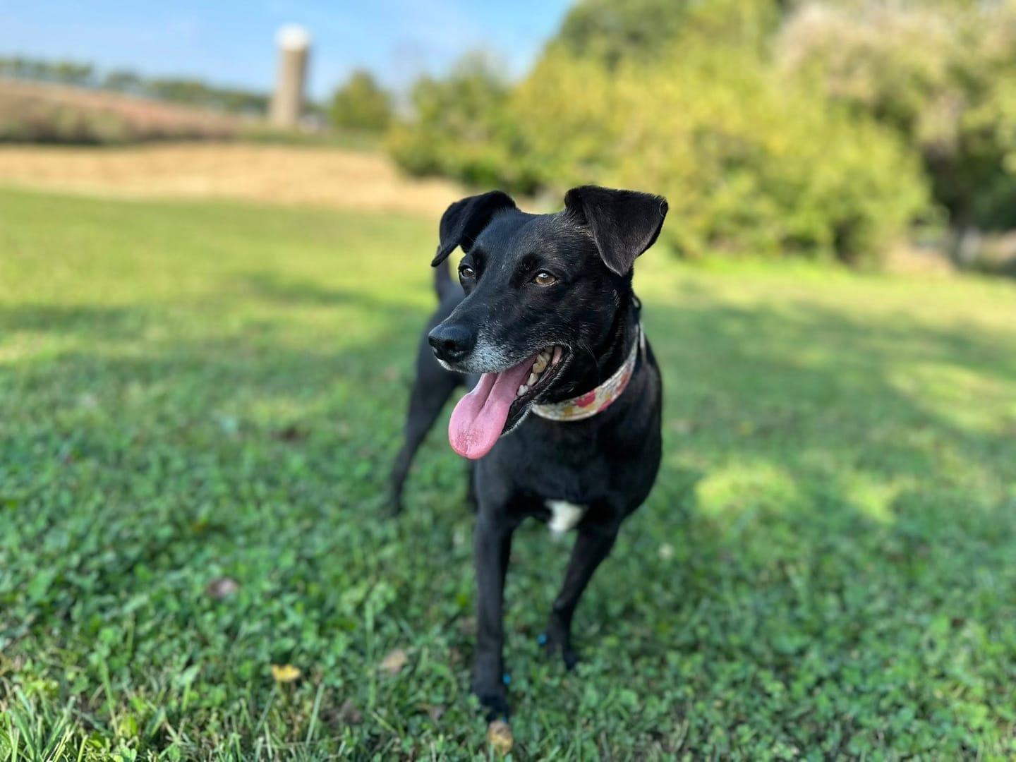 Happy black mixed achieving peaceful exhaustion for Middleton area pets at private trail systems with River Paws