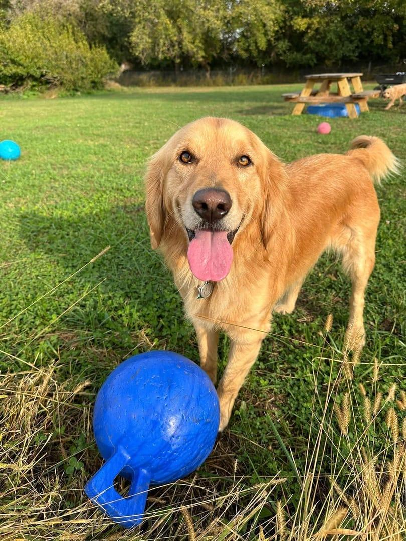 Athletic Golden Retriever getting thriving on purpose-built wilderness trails at River Paws' exclusive facility in Waunakee, Wisconsin