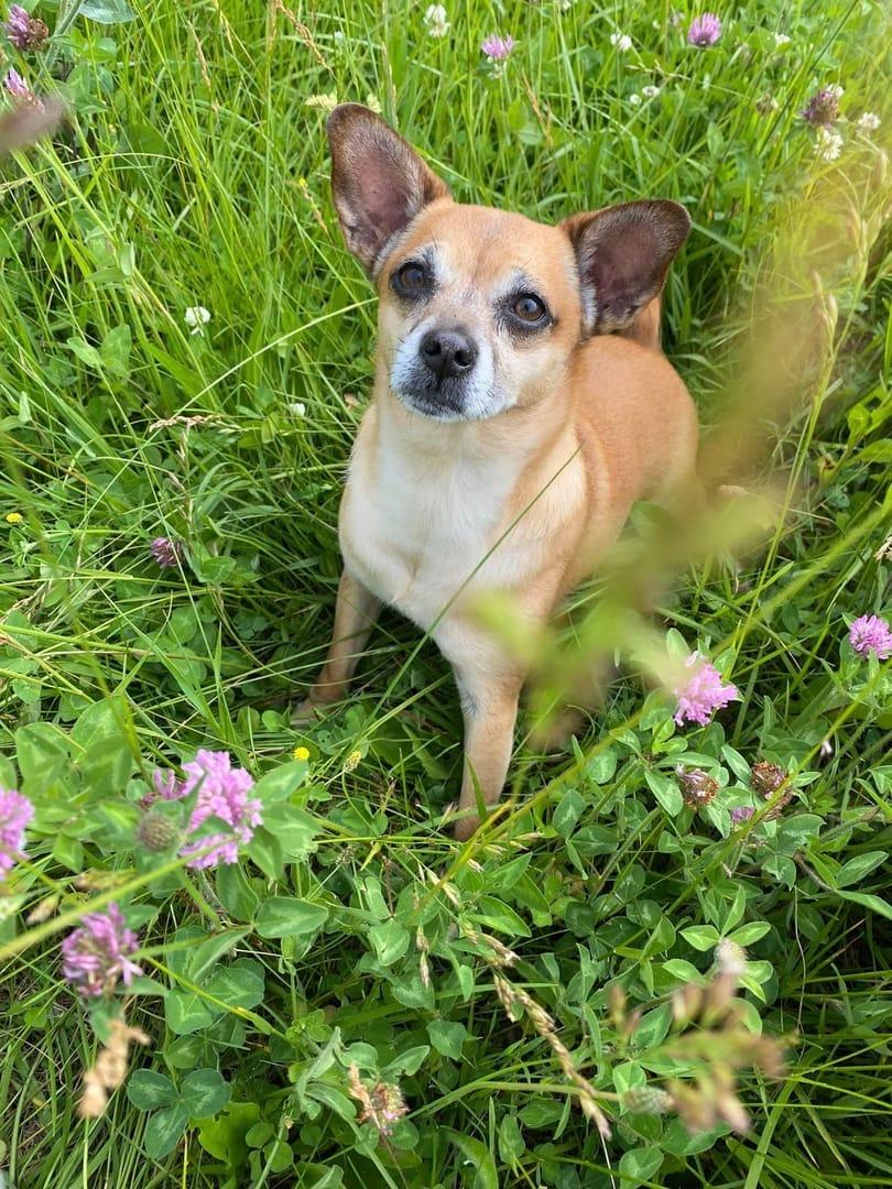 Attentive small dog thriving on purpose-built wilderness trails at River Paws' exclusive facility in Waunakee, Wisconsin