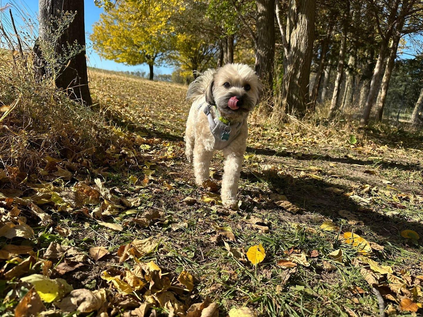 Cheerful Havanese mix thriving on purpose-built wilderness trails at River Paws' exclusive facility in Waunakee, Wisconsin