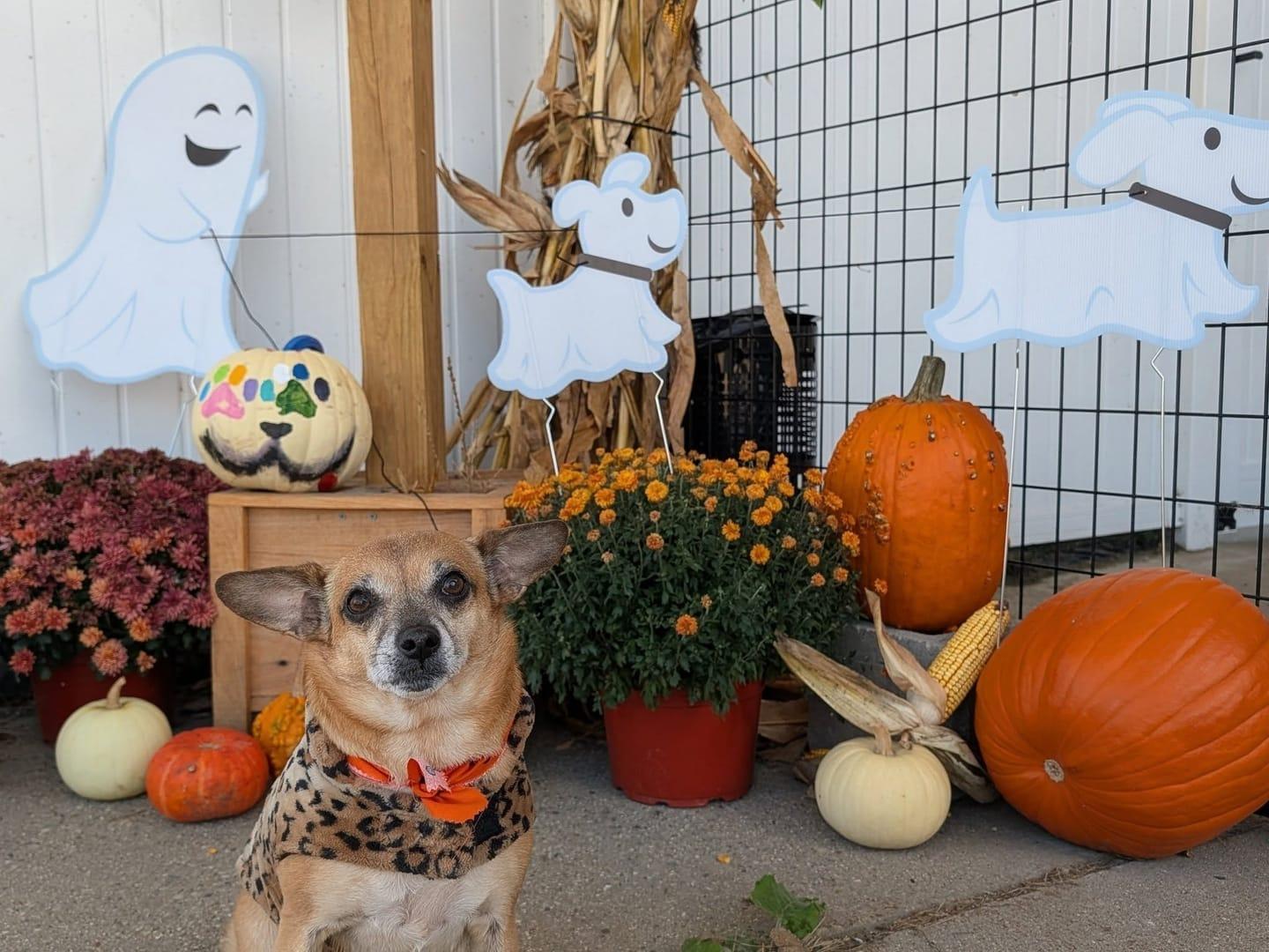 Attentive small dog thriving on purpose-built wilderness trails at River Paws' exclusive facility in Waunakee, Wisconsin
