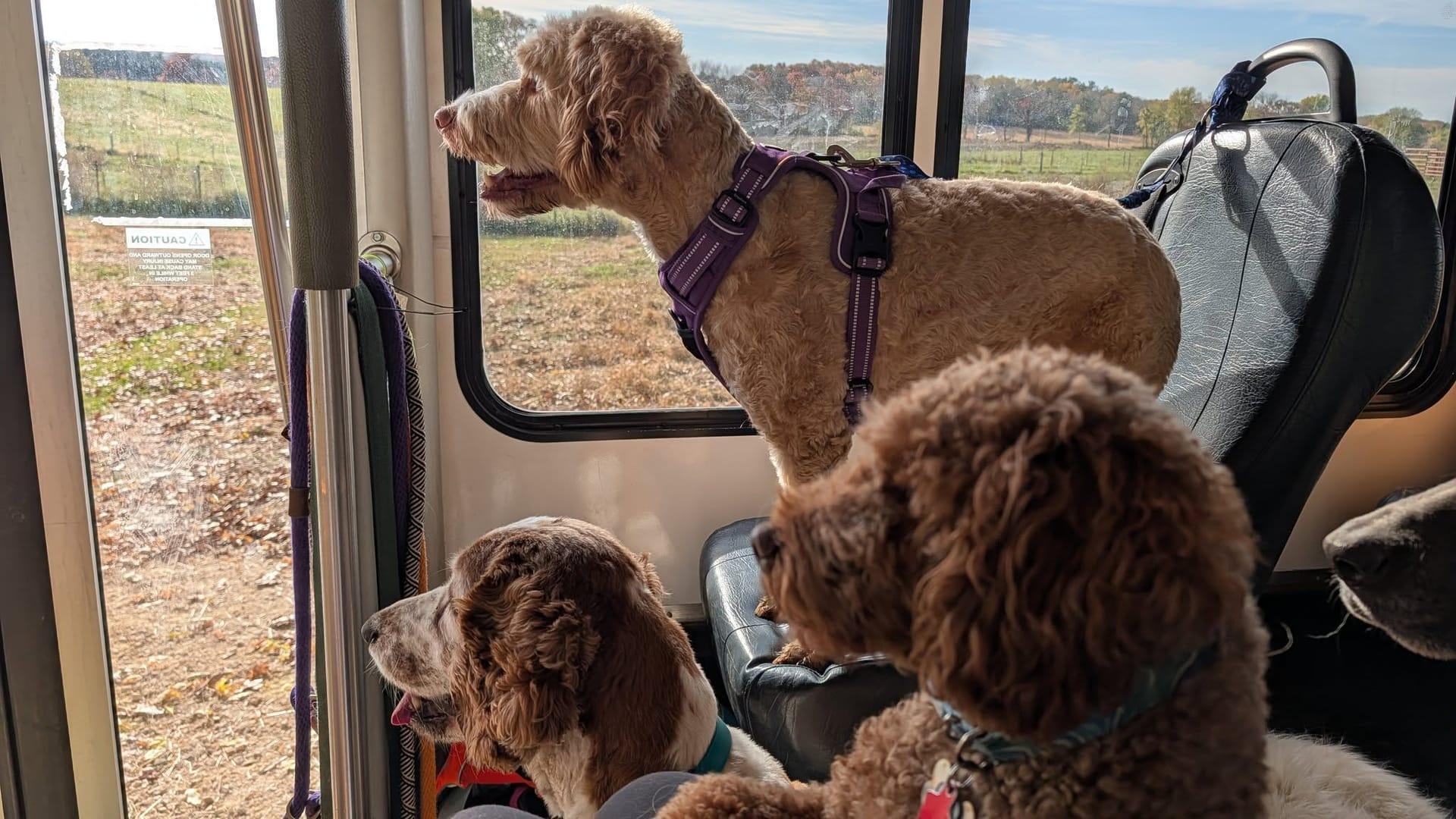 Doodle building developing athletic endurance through acres of purpose-built adventure trails serving Sun Prairie community with River Paws
