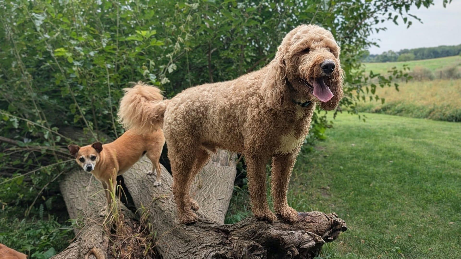 Adventurous Doodle building gaining outdoor confidence through exclusive gated wilderness grounds serving Madison community with River Paws