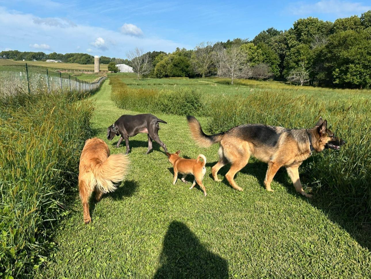 Mixed pack socializing thriving on purpose-built wilderness trails at River Paws' exclusive facility in Waunakee, Wisconsin