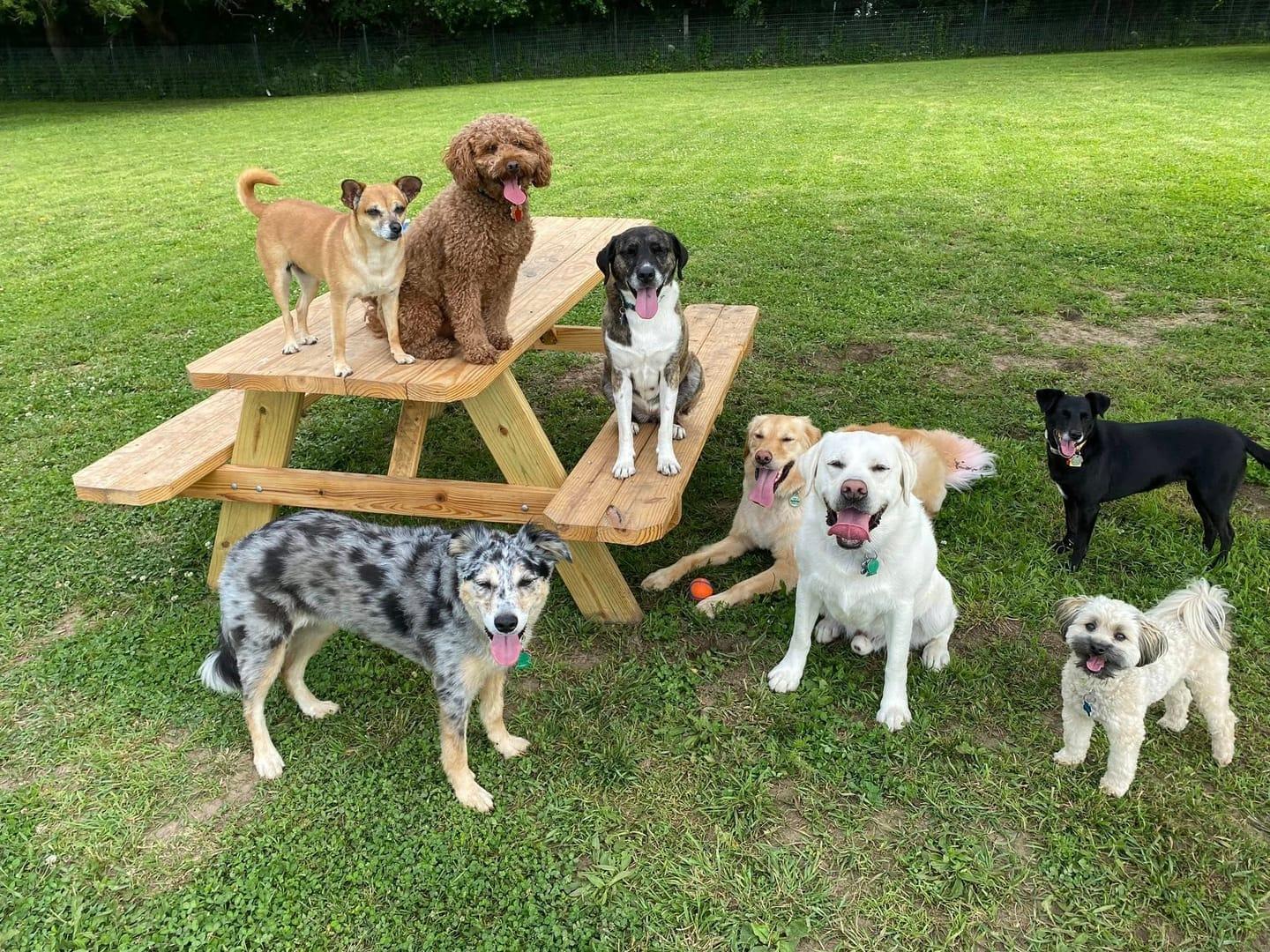 Obedient pack socializing experiencing natural enrichment for Madison area dogs at Waunakee's premier adventure park