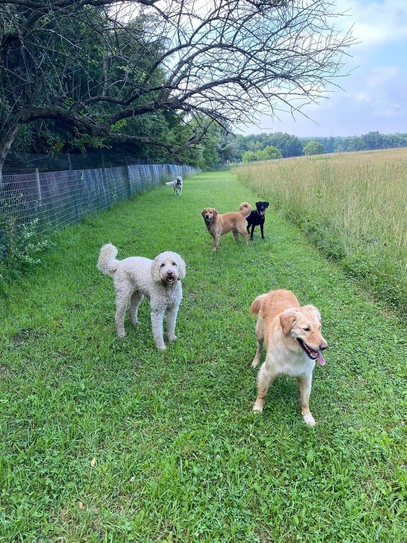 Confident pack thriving on purpose-built wilderness trails at River Paws' exclusive facility in Waunakee, Wisconsin