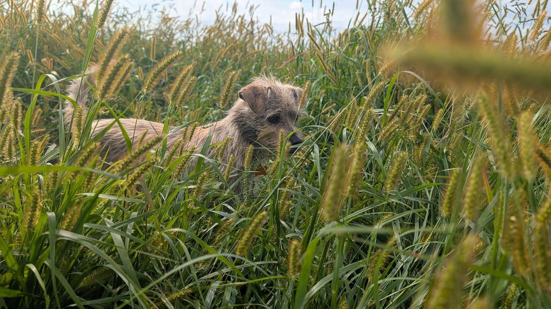 Wire-haired dog getting experiencing natural enrichment for Madison area dogs at Waunakee's premier adventure park