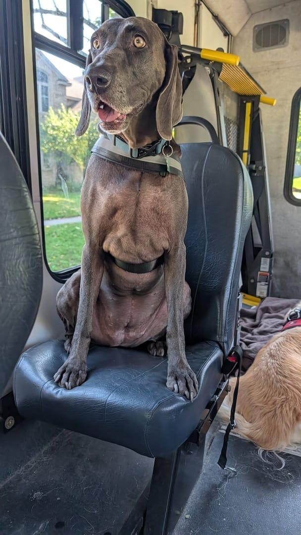 Confident Weimaraner experiencing natural enrichment for Madison area dogs at Waunakee's premier adventure park
