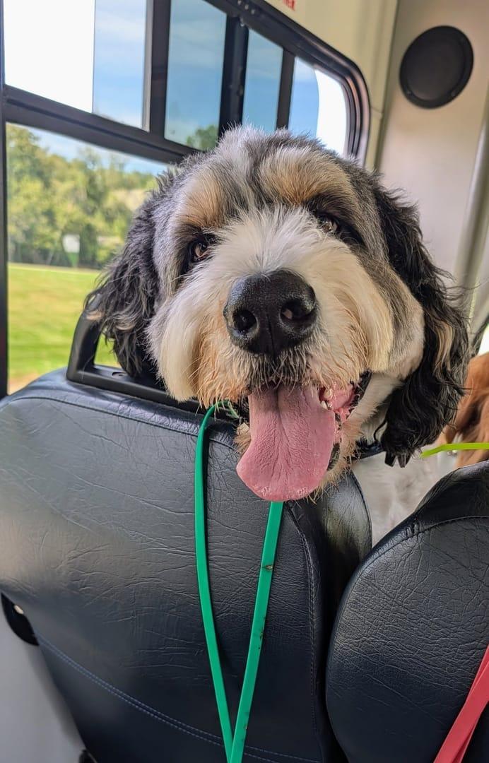 Doodle achieving mastering fitness challenges on professionally supervised prairie trail systems via Madison dog hiking on River Paws