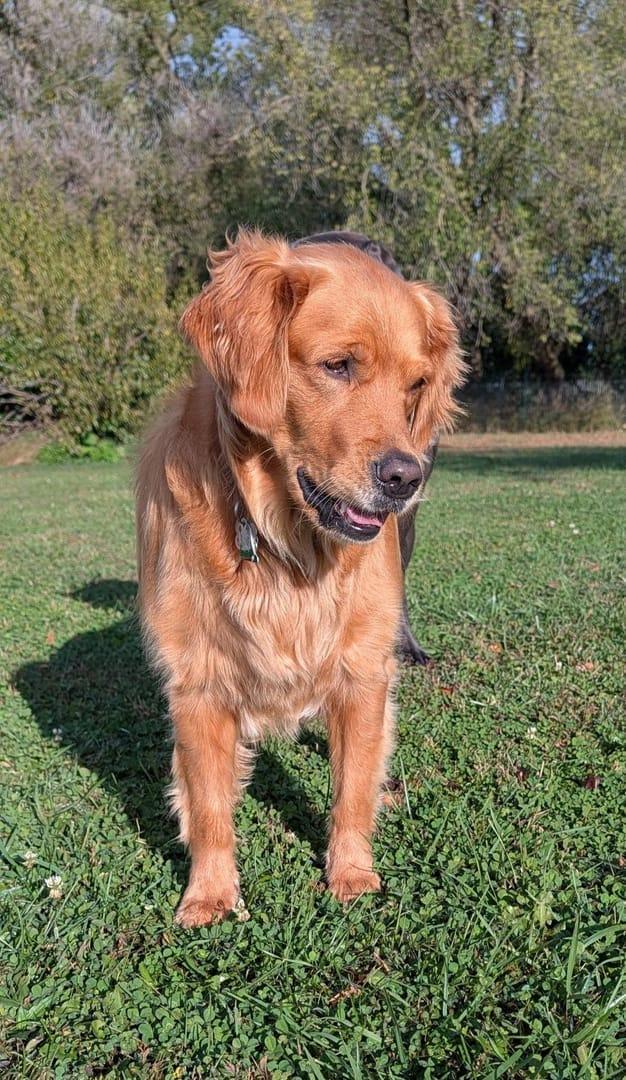 Radiant Golden Retriever building confidence serving Sun Prairie families at professionally supervised wilderness trails