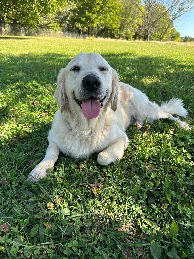 Smiling Golden Retriever achieving peaceful exhaustion for Middleton area pets at private trail systems with River Paws