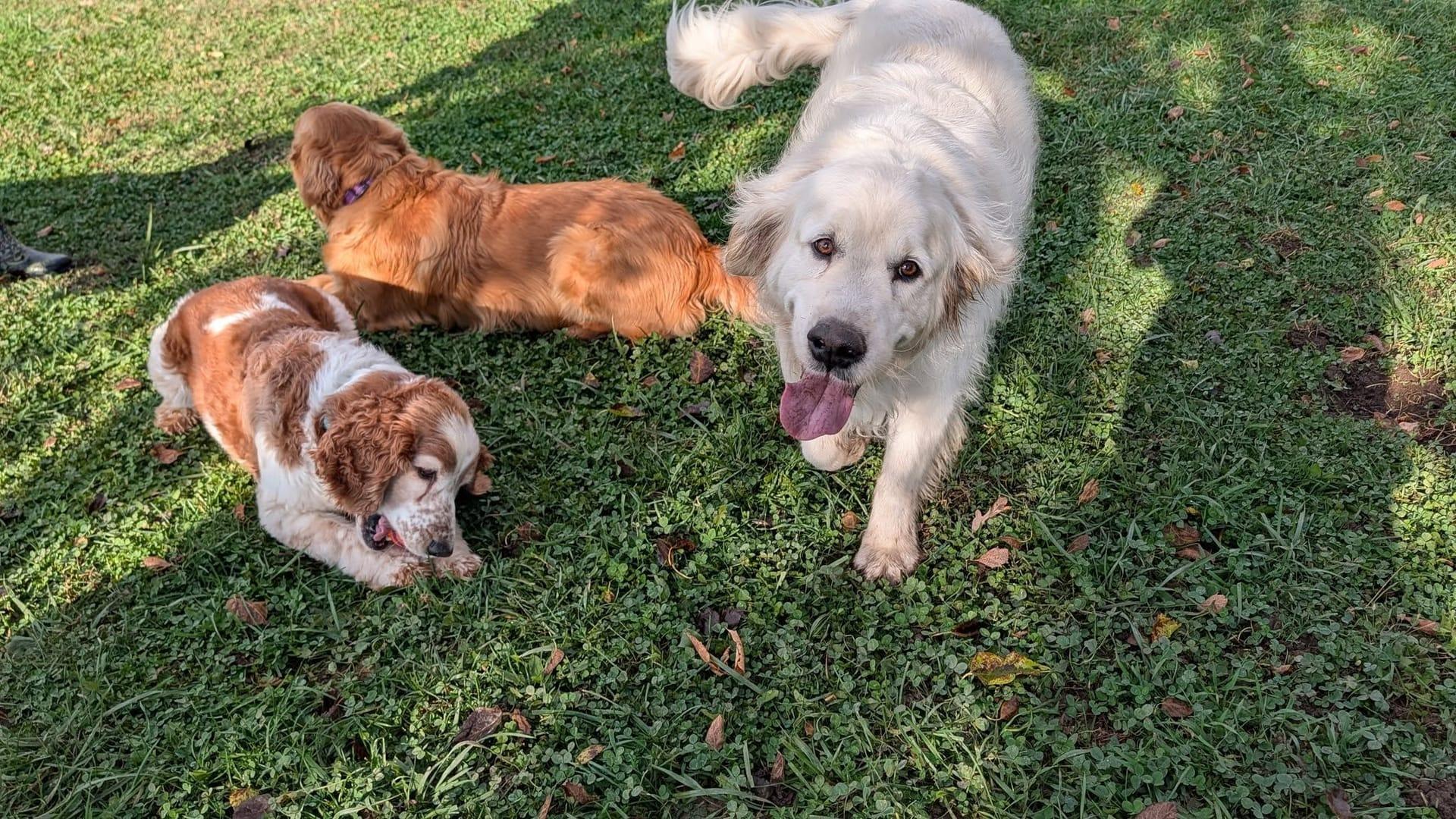 English Cream Golden and friends socializing safely on exclusive private grounds serving Sun Prairie families at River Paws.
